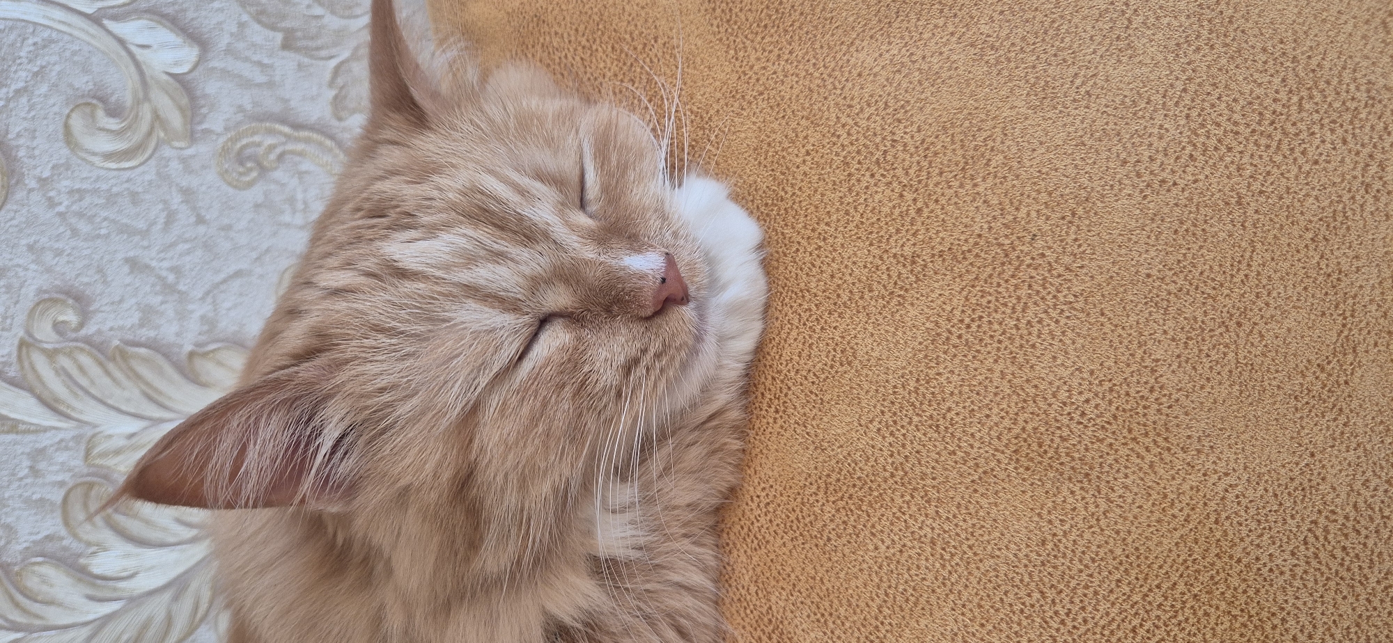 An orange or ginger cat is captured in a close-up, horizontal shot, peacefully sleeping or resting. The cat's eyes are closed, and its pink nose with a lighter, almost white, bridge is a focal point. Its fluffy, light-colored fur covers its head and visible body. Long, fine whiskers extend from its muzzle.
The cat is positioned against two distinct backgrounds. To the left, behind the cat's head, is a light-colored surface, possibly a pillow or patterned wallpaper, featuring an embossed or raised swirl and floral design. To the right, and beneath the cat's cheek and ear, is a textured golden-brown or orange fabric, resembling a blanket, cushion, or upholstered furniture. The fur of the cat appears soft and thick, particularly around its face and ears. The overall scene conveys a sense of tranquility and comfort. No text is visible in the image.