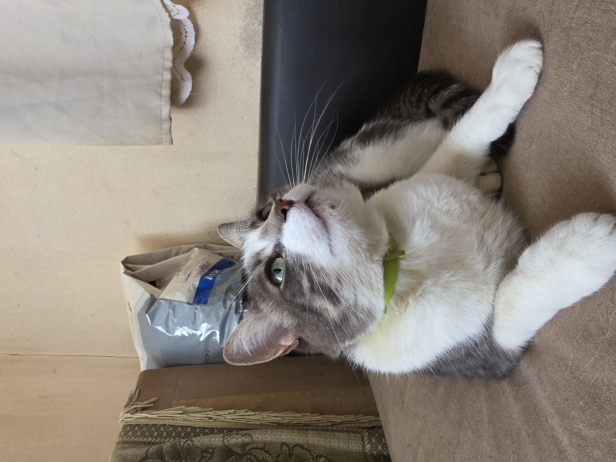 A gray and white cat with green eyes is lying on a brown surface, looking upwards. The cat is wearing a light green collar. In the background, there are bags of pet food and a piece of fabric hanging on the wall. The wall appears to be textured and a light tan color. There is also a dark surface behind the cat. The scene is indoors, likely a home environment. There is no indication of the city of Речицы, Russia.