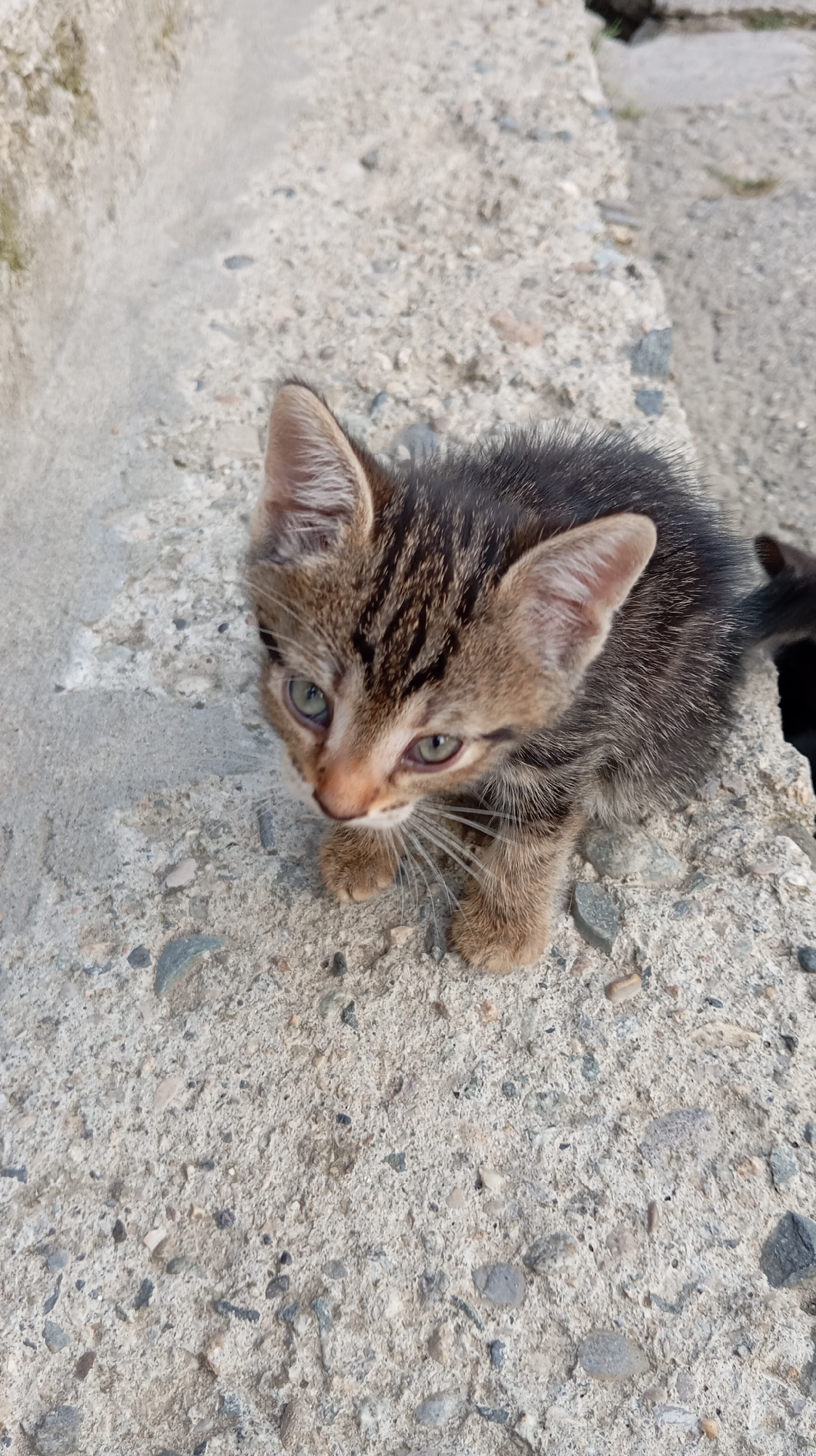 A tabby kitten is sitting on a rough concrete surface. The kitten has green eyes and its fur is a mix of brown and black stripes. The concrete is a light gray color and has small pebbles embedded in it. There are some larger stones and debris scattered around the kitten. In the background, a blurry light-colored surface is visible, possibly a wall or ground. The overall environment appears to be outdoors, likely in an urban or semi-urban setting, given the concrete and stone elements. The location is identified as the city of Baksan, Russia.