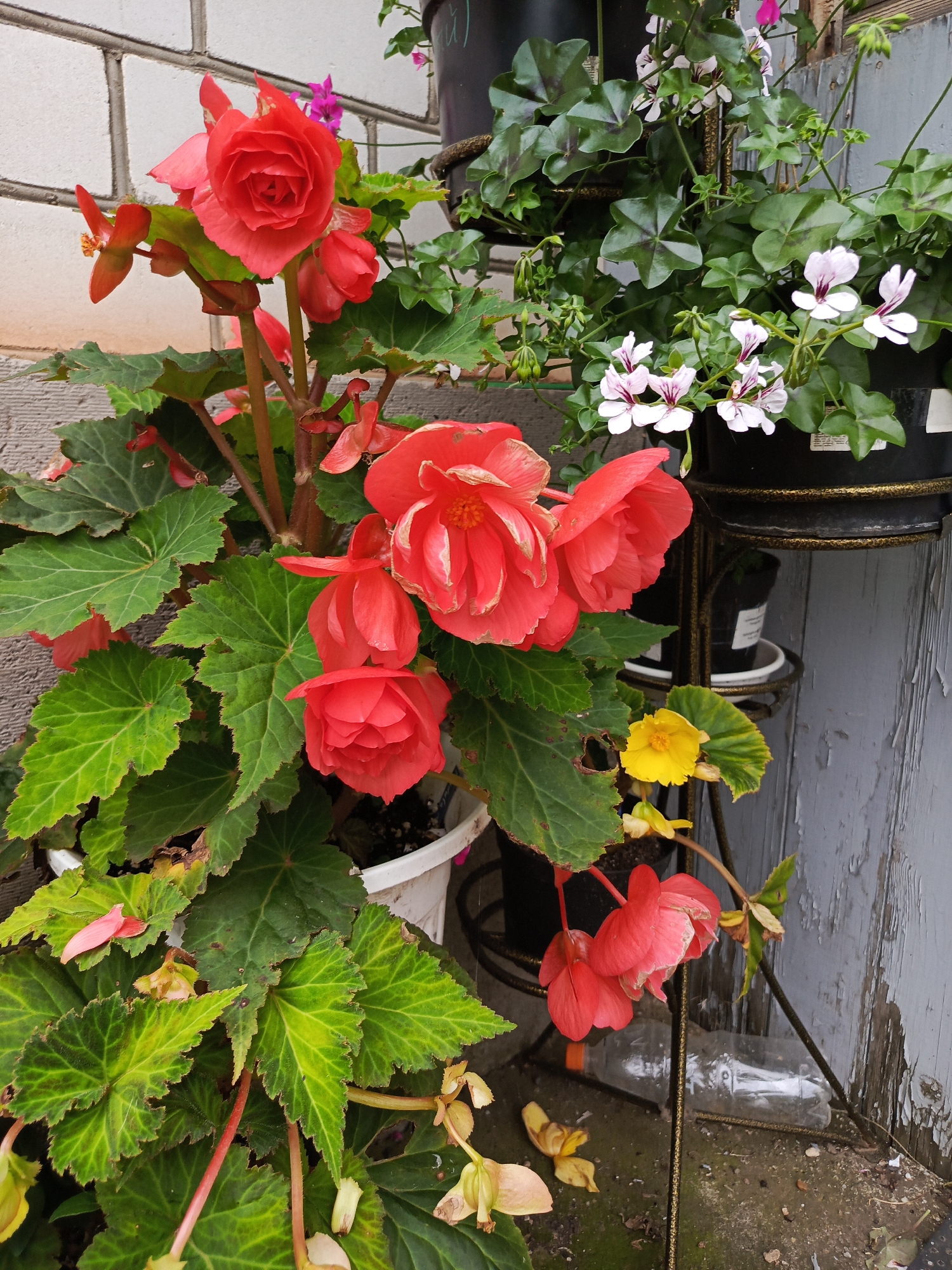 A close-up, eye-level, outdoor medium shot features a cluster of vibrant red begonia flowers in full bloom, their petals ruffled and layered. The flowers are the primary subjects, with their large, complex blooms dominating the foreground and mid-ground. Lush, green begonia leaves with prominent veins surround the flowers, some showing slight browning or damage along the edges. To the right of the begonias, a smaller, delicate yellow flower with a dark center is visible, adding a contrasting splash of color. In the upper right quadrant of the image, a planter holds pale pink and white flowers with dark purple centers, possibly geraniums, interspersed with dark green, lobed leaves. The background is a textured, light-colored brick wall on the left and a weathered, light blue-grey wooden fence on the right. A metal plant stand, with a decorative gold finish, supports some of the planters. A clear plastic bottle lies on the ground in the lower right. The scene is set in an outdoor environment, likely a garden or patio, with hints of a city setting suggested by the brick wall and fence. The overall impression is one of natural beauty and horticultural arrangement, with a touch of casual disarray due to the discarded bottle. The location is specified as Saraktash, Russia.