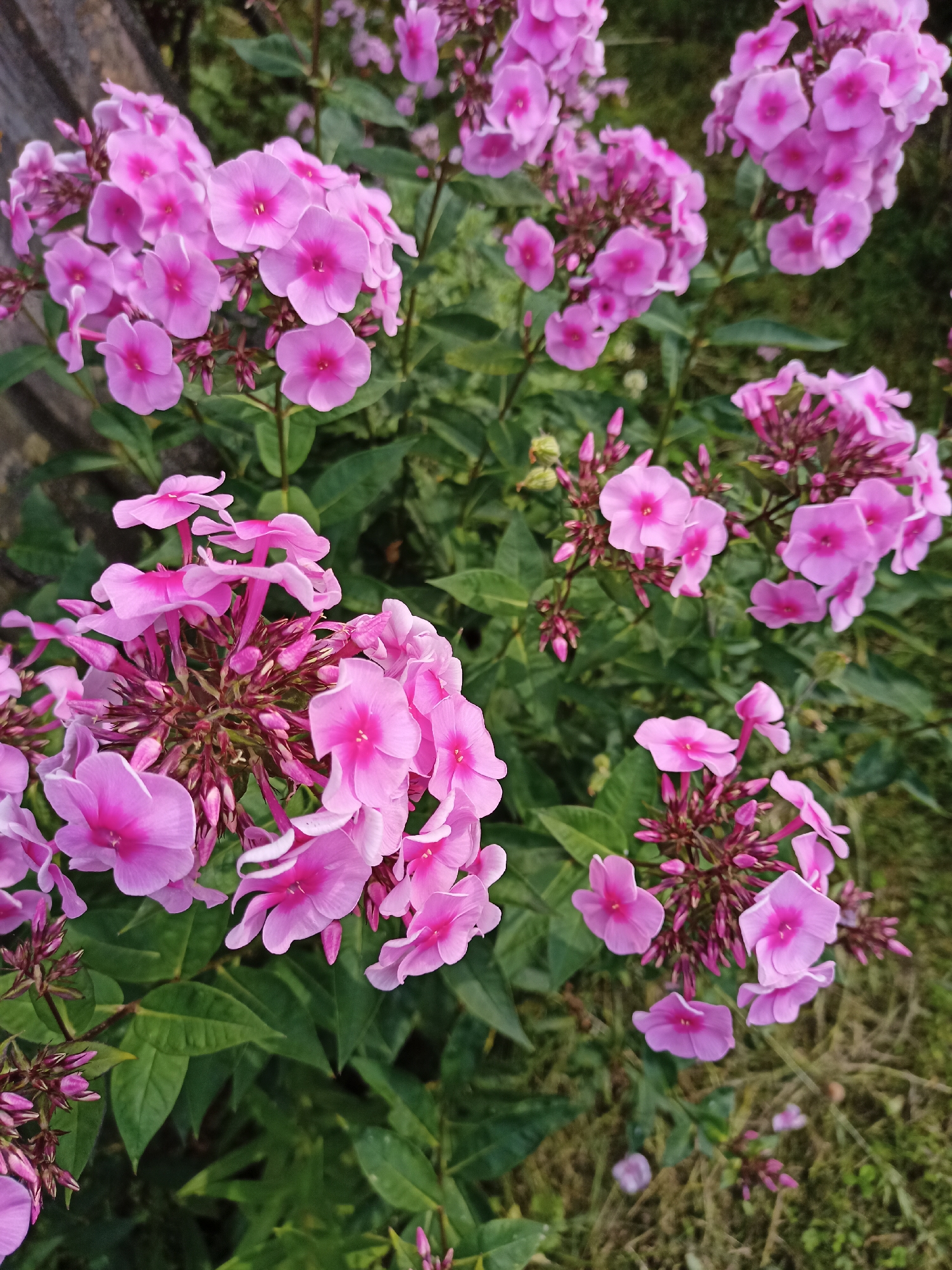 This is a close-up, eye-level, outdoor photograph of clusters of pink phlox flowers in a garden. The flowers have five petals and a darker pink center. They are in various stages of bloom, with some fully open and others still as buds. The background consists of green leaves and some dry grass. A weathered wooden fence is partially visible on the left side of the frame. The lighting suggests it is daytime, with soft shadows indicating diffused sunlight. The scene is still and peaceful. The location is a garden in the village of Streshyn, Gomel Region, Belarus.