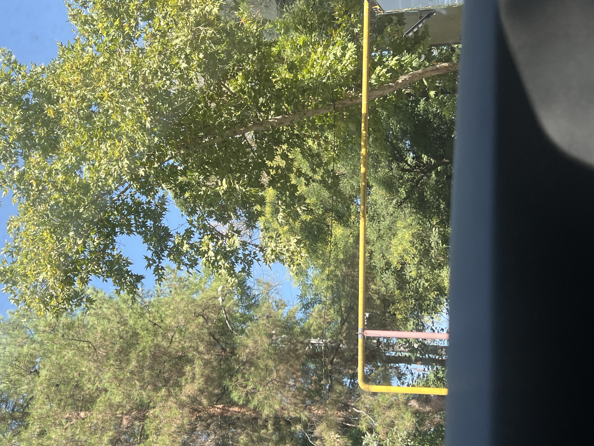 The image shows a view from inside a vehicle looking out at trees and a yellow pipe. The trees are lush and green, with one on the left appearing to be a pine tree and the tree on the right having broad, lobed leaves. A bright yellow pipe runs horizontally across the middle of the frame, supported by two vertical posts, one yellow and one pink, which are visible in front of the trees. The sky is blue and clear. The foreground is dominated by the dark interior of the vehicle, creating a sense of looking through a window. The scene appears to be outdoors, possibly in a park or residential area, during daylight hours.