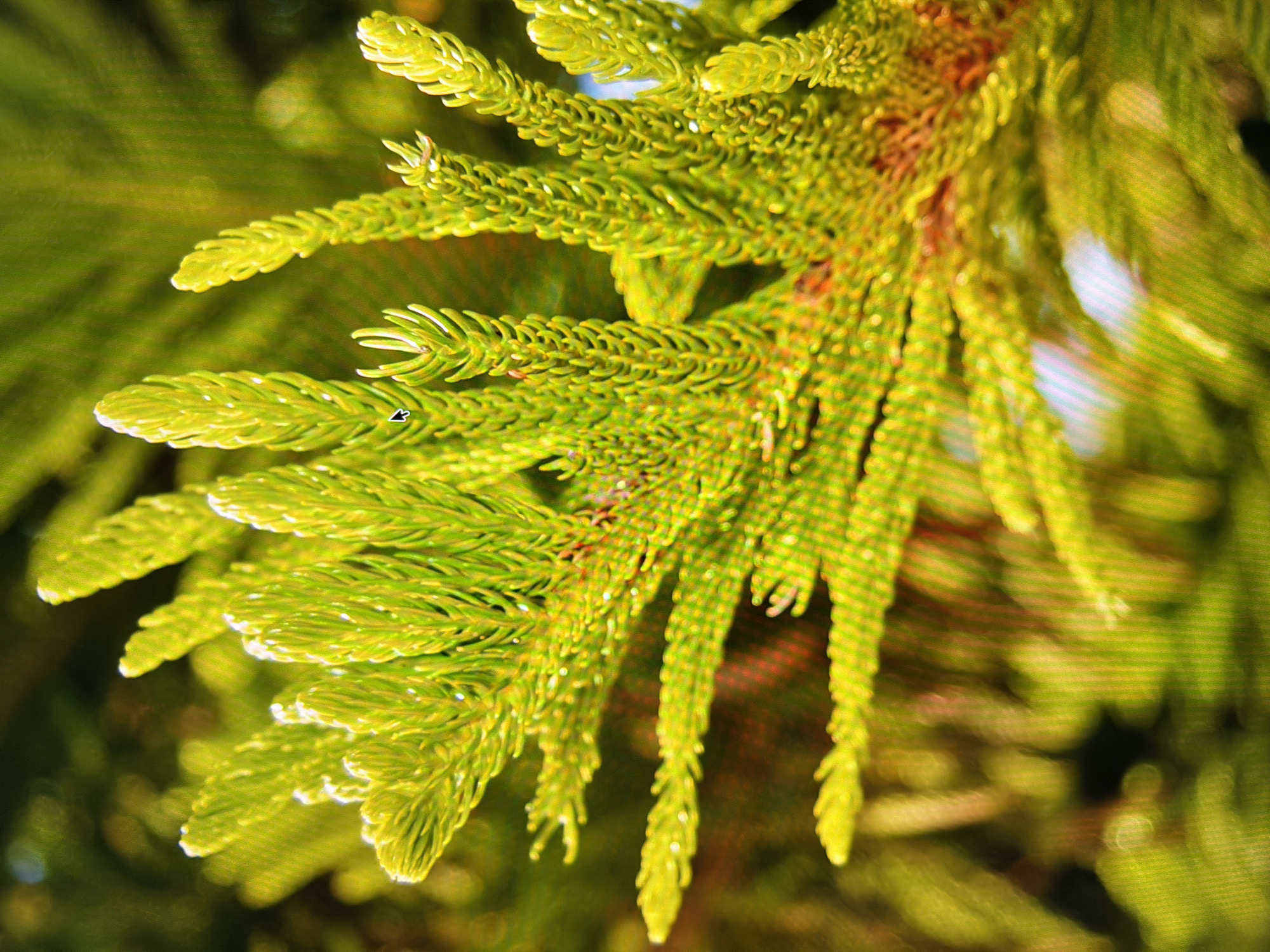 The image displays a close-up view of vibrant green foliage, likely from a conifer tree such as a Norfolk Island pine. The needles are tightly packed and form a textured, layered pattern. Sunlight illuminates the branches, creating bright highlights and casting shadows, suggesting an outdoor setting. The background is blurred and out of focus, with hues of green and hints of warmer tones, indicating other vegetation or perhaps a sunny sky. A small, cursor-like pointer is visible on one of the branches in the upper center of the image, suggesting the photo was taken from a screen or digital display. There is no discernible urban or specific environmental context within the image that would allow for identification of a location in Kyiv, Ukraine. The scene is devoid of any human presence or activity.