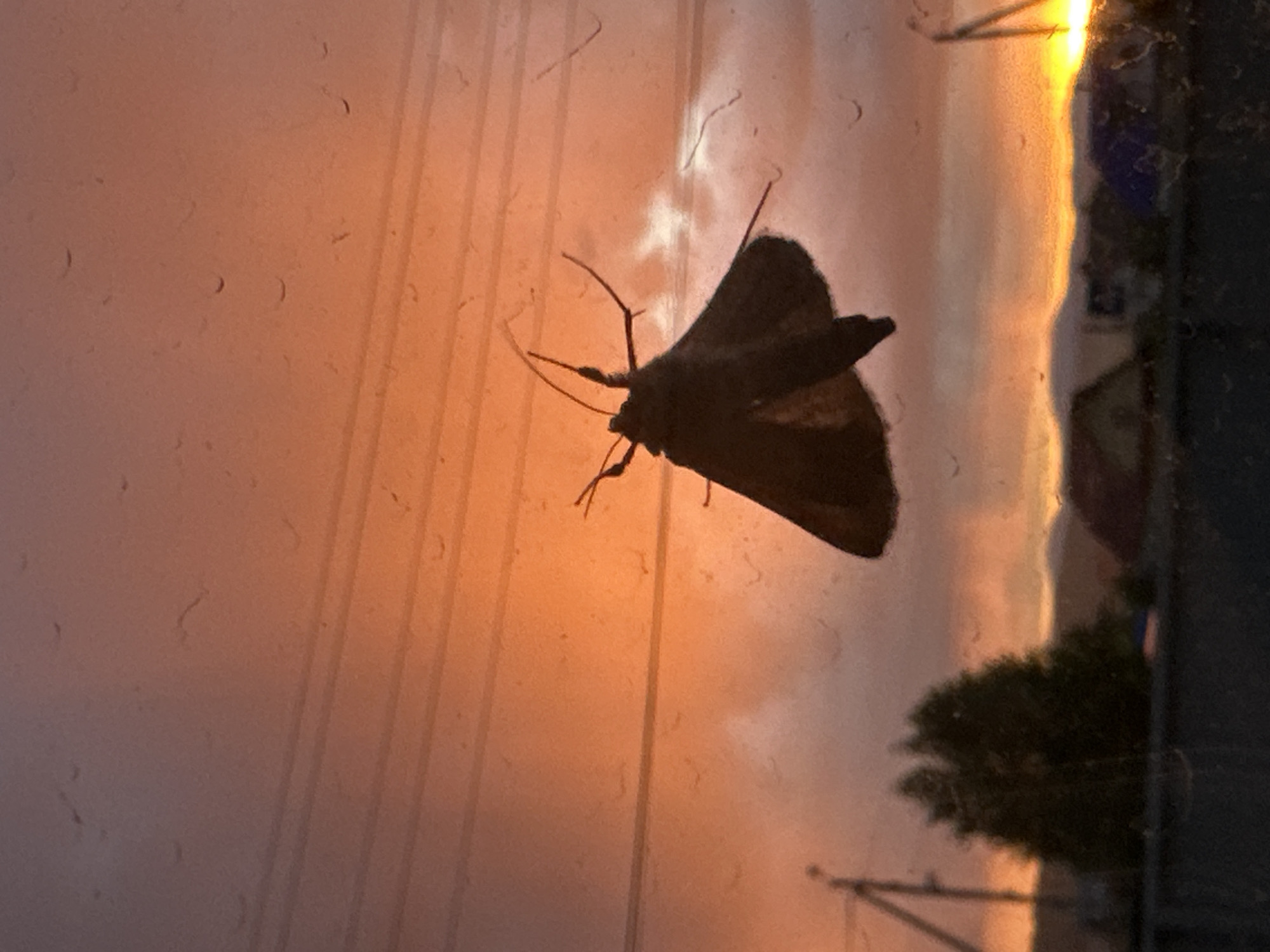 A dark moth is prominently featured in a rotated close-up shot, positioned on the left side of what appears to be a dirty window pane. Its fuzzy body, antennae, and legs are visible in silhouette against a warm, luminous background. Numerous small specks and faint streaks adhere to the glass surface.
The background depicts an outdoor scene bathed in the soft glow of either a sunrise or sunset. The sky transitions from a bright, golden-orange band along the right edge of the frame (representing the horizon) to softer shades of pink and purplish-grey further to the left. Delicate, dark lines, resembling power cables or wires, crisscross the middle ground against the sky. In the lower right corner, a dark, blurred mass suggests a tree or dense foliage, while a dark, indistinct rectangular structure, possibly part of a building or window frame, forms the far right border. No visible text is present. The overall mood is serene and natural, capturing a moment of twilight.