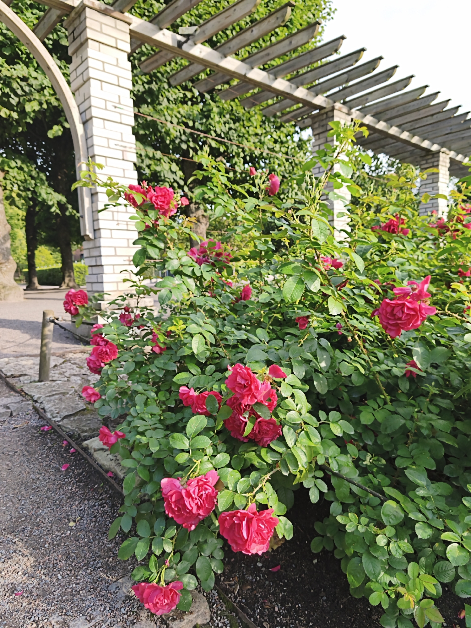 This is a close-up, low-angle outdoor photograph of a rose bush with vibrant pink roses in bloom, situated next to a gravel pathway and a decorative brick archway and pergola structure. The roses are in various stages of bloom, with some fully open and others appearing as buds. The leaves of the rose bush are a deep green, creating a lush backdrop for the flowers.
To the left of the frame, a white brick archway with a rounded opening is visible, leading to a path beyond. Above the archway and extending across the top of the image is a wooden pergola, composed of parallel wooden beams supported by the brick structure. The pergola casts shadows on the foliage and flowers below.
The pathway is made of dark gray gravel and is bordered by rough-hewn stones. Scattered on the pathway are a few fallen rose petals. In the background, beyond the archway, glimpses of trees and greenery suggest a park or garden setting. The lighting suggests it is daytime, possibly late afternoon, with soft sunlight illuminating the scene. The image appears to be taken in a public outdoor space.
Based on the architectural style and the presence of a pergola and archway, this scene is characteristic of a formal garden or park. Given the context of Tallinn, Estonia, such structures are often found in historical parks, botanical gardens, or public recreational areas. A likely location for this scene, considering its aesthetic, could be the Kadriorg Park, known for its manicured gardens, fountains, and historical architecture, or a similar botanical garden or public park within the city of Tallinn. However, without specific landmarks or identifying signage, pinpointing the exact location within Tallinn remains speculative.