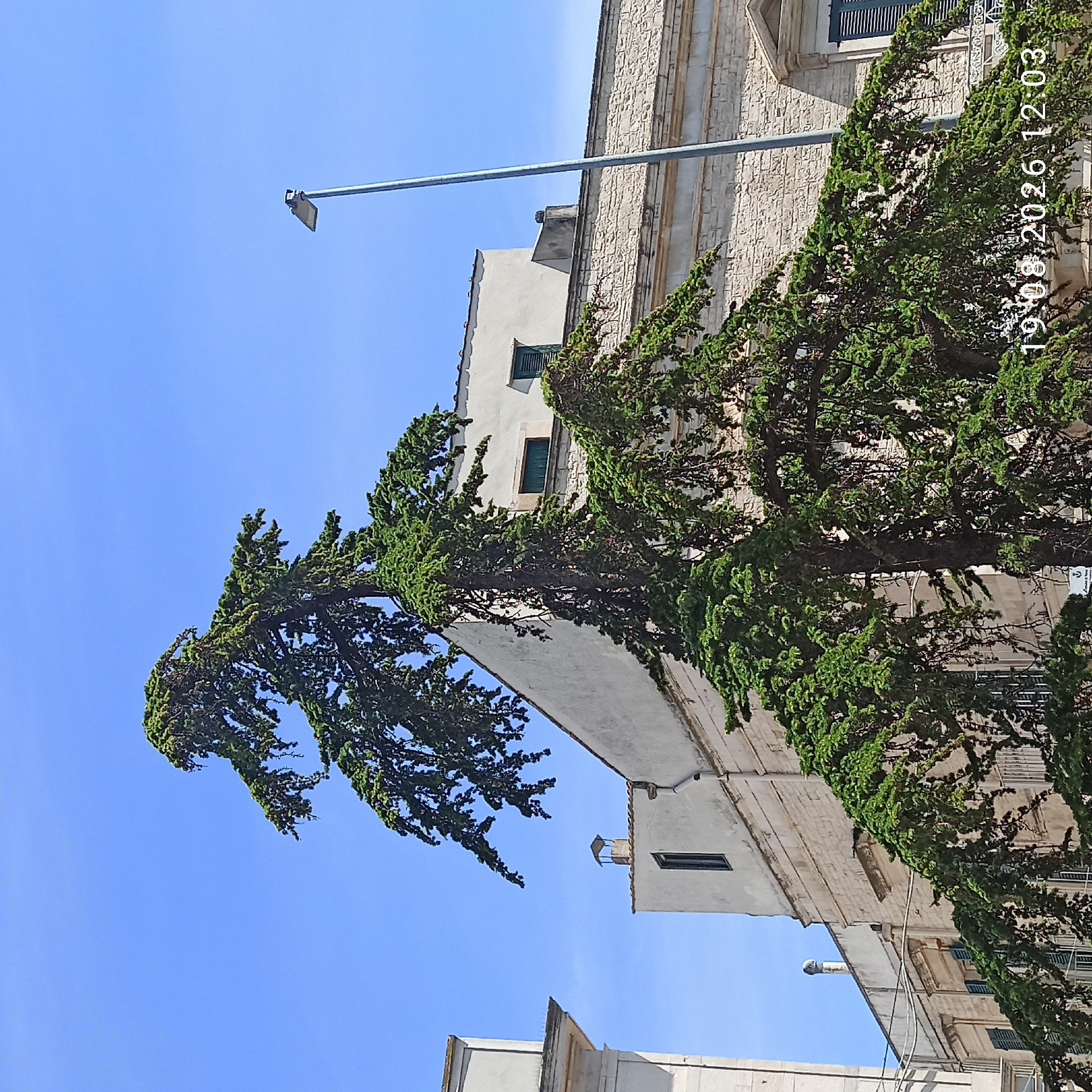 A tall, mature cedar tree with drooping branches dominates the center of the image, set against a clear blue sky. The tree's greenery is lush and detailed. In the background, a pale stone building with a white facade is visible, featuring dark-shuttered windows and architectural details indicative of Italian design. A street lamp stands tall on the right side of the frame. The bottom right corner of the image displays a timestamp: "19.08.2026 12:03". The scene appears to be in an urban setting in Ruvo di Puglia, Italy, suggesting a street or public square.