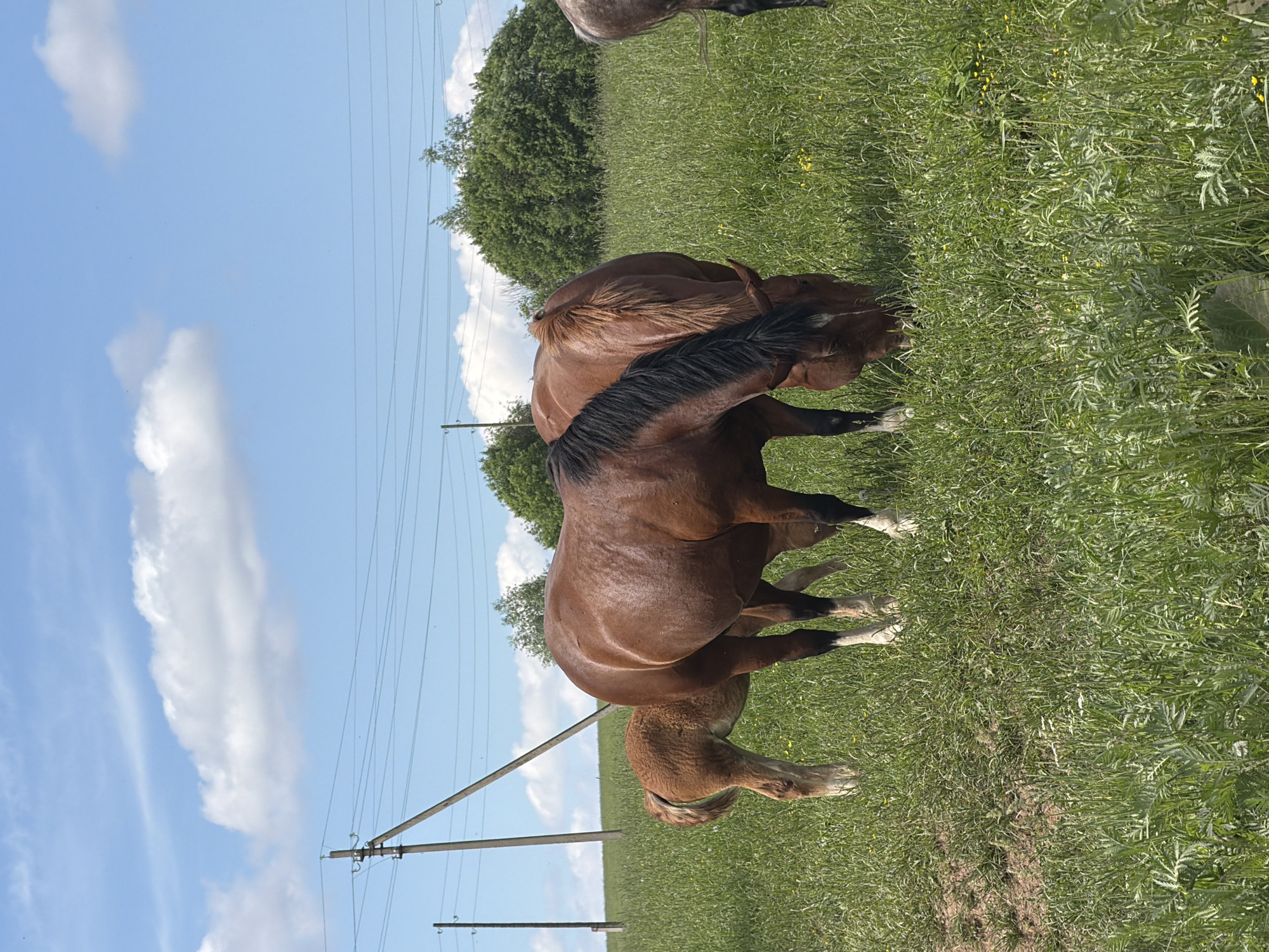 The image depicts a serene, sunny daytime scene in a grassy field in Ваньки, Russia. In the foreground, two brown horses are prominently featured. One larger brown horse, characterized by a dark, flowing mane and tail, is grazing with its head down in the lush green grass. Close by, a smaller brown horse, likely a foal, with similar dark mane and tail, is also grazing, positioned near the larger horse. Partially visible at the top left of the frame are the hindquarters of a third, grey or roan-colored horse.
The primary activity taking place is grazing, as the horses feed on the abundant green grass, which is intermingled with small yellow wildflowers. The setting is a verdant meadow, with a line of trees forming a green backdrop in the mid-distance. Above, the sky is a clear, bright blue with scattered white, cumulus clouds. Several utility poles with multiple power lines stretch horizontally across the landscape, indicating a rural or semi-rural environment. The time of day appears to be mid-day or early afternoon due to the bright, direct sunlight. The overall mood is calm and natural. No visible text is present in the image.