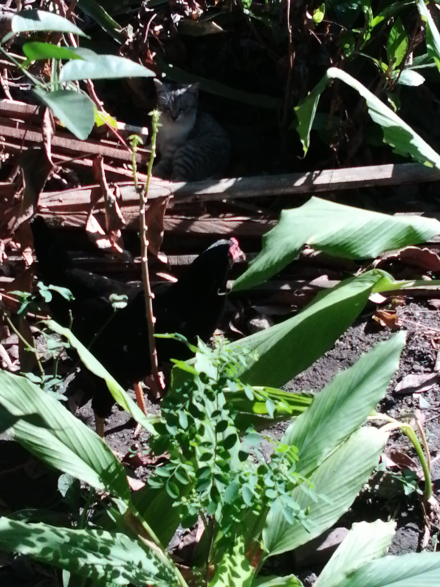 In an outdoor scene, a tabby cat is perched on a wooden structure, partially obscured by foliage. Below the cat, a black chicken with a red comb is visible, pecking at the ground. The environment is characterized by dense vegetation, including large green leaves and smaller leafy plants, along with dry leaves and soil. The lighting suggests a sunny day, with shadows cast by the plants. The scene appears to be in a natural or semi-natural setting, possibly a garden or a wooded area. The specific location is not discernible from the image.