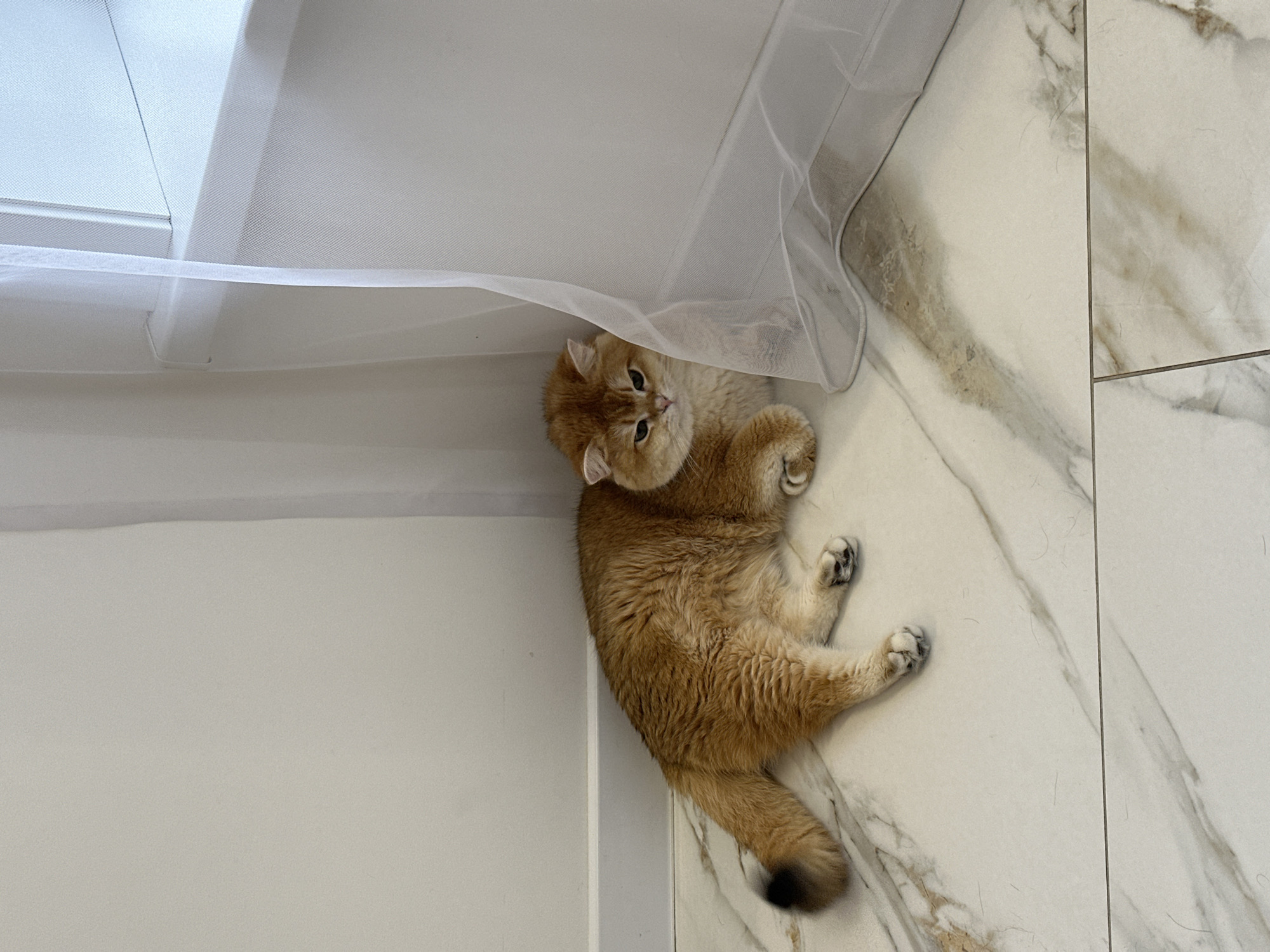 A medium shot depicts a golden-brown cat, resting under a sheer, white curtain or fabric. The cat's body is oriented diagonally from the top-left to the bottom-right of the frame, with its head near the top-left corner, peering out from under the fabric. It is lying on a light-colored, marble-patterned floor. To the left of the cat, there is a section of white wall or paneling. The photograph was taken indoors, likely in a residential space in Молодёжный, Russia.
