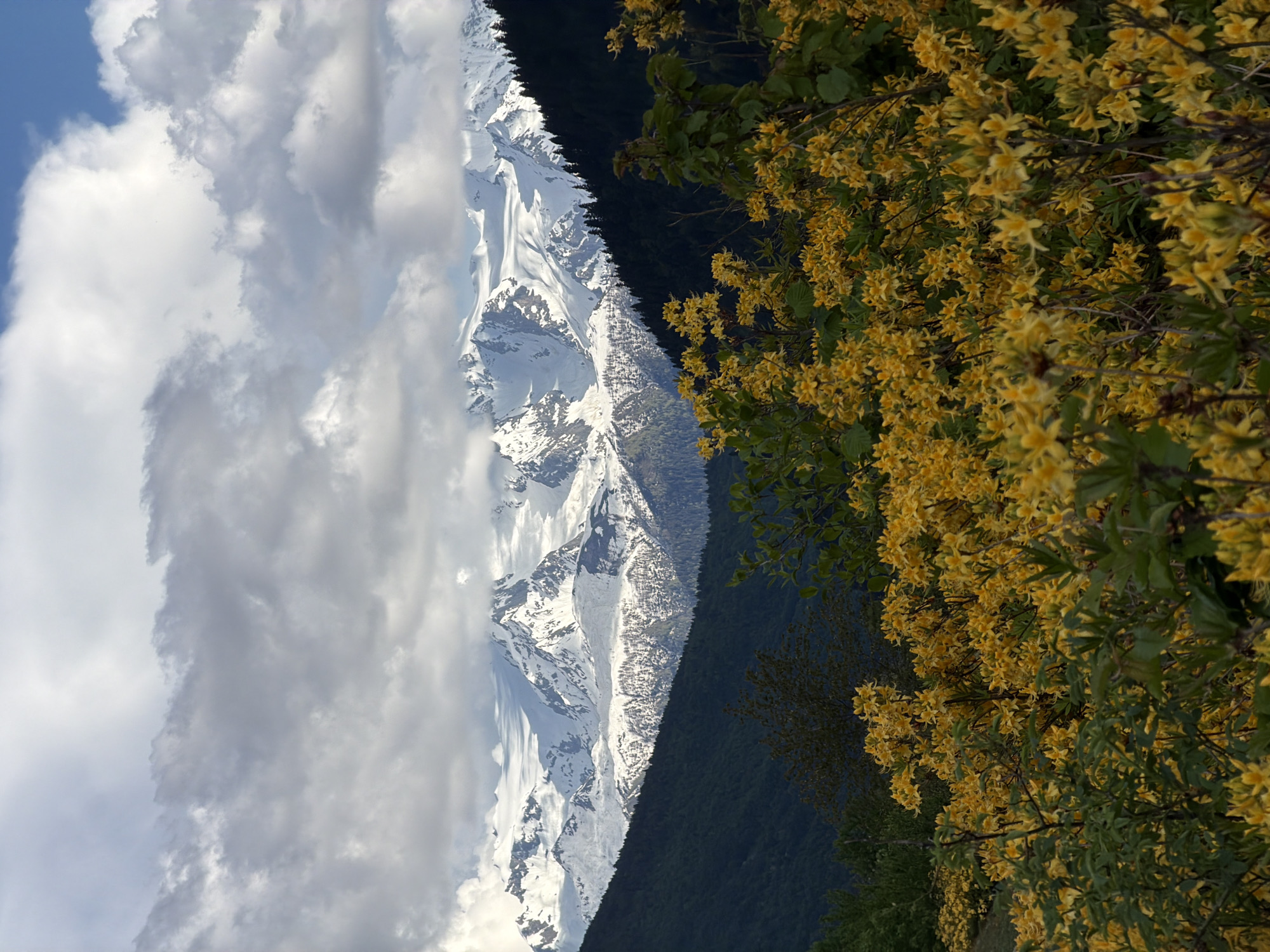 This is a landscape photograph taken in Mazeri, Georgia. In the foreground, there is a dense growth of vibrant yellow flowers, likely rhododendrons, with green leaves. These flowers fill the lower half of the frame, creating a colorful and textured carpet. Behind the flowers, the middle ground features dark green, tree-covered slopes that rise steeply. In the background, a majestic mountain range dominates the scene. The peaks of these mountains are covered in snow and glaciers, with some rocky outcrops visible. The sky above is partly cloudy, with large, dramatic clouds casting shadows on the mountains. The lighting suggests it is daytime, possibly late afternoon, with the sun breaking through the clouds in some areas, illuminating the snow-capped peaks. The overall scene depicts a beautiful mountain landscape with blooming flowers in the foreground.