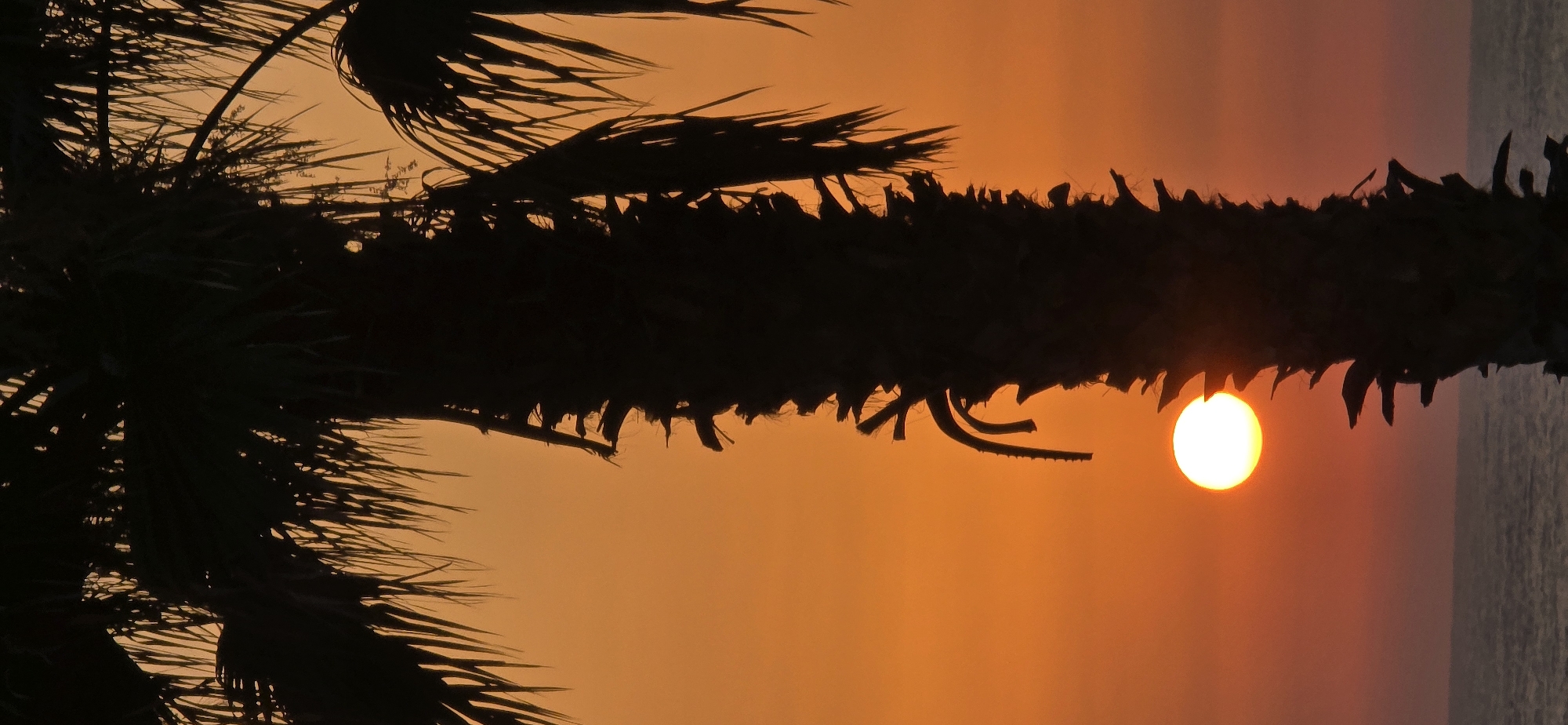 This vertical, medium shot captures a silhouetted palm tree trunk and fronds against an orange sky. The sun, a bright white orb, is low on the horizon, partially obscured by the palm tree. The ocean is visible at the bottom of the frame, with a subtle line where the water meets the sky. The scene appears to be a sunset or sunrise. This image was taken in Bat Yam, Israel.
