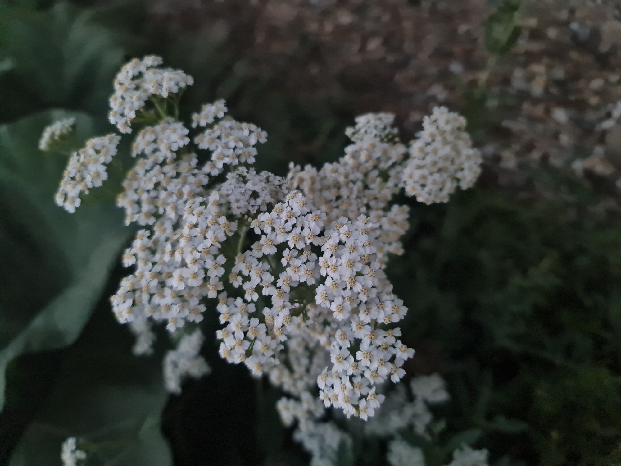 A close-up, shallow depth-of-field photograph captures a cluster of small white flowers with yellow centers. The flowers are arranged in a corymbose inflorescence and are the primary subject, appearing in sharp focus in the foreground and mid-ground. The background consists of dark green foliage and a blurred, earthy ground surface. The lighting suggests it is either dusk or a heavily shaded area. No people or specific location markers within Angarsk, Russia, are identifiable.