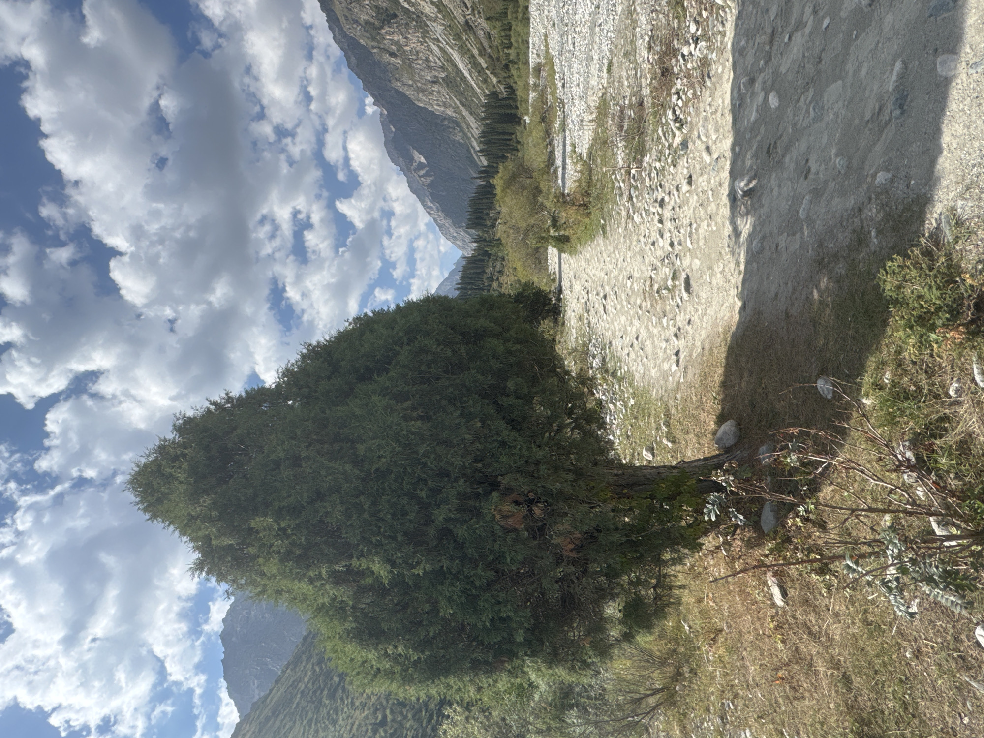 The image depicts a mountainous landscape in an area of Kyrgyzstan characterized by a dry, rocky riverbed and sparse vegetation. In the foreground, a large, conical evergreen tree stands prominently to the left of a dirt path that winds through the scene. The path is composed of gravel and stones, with patches of dry grass and smaller bushes along its edges.
The riverbed, to the right of the path, is filled with a multitude of light-colored stones and pebbles, suggesting a location that experiences seasonal water flow. Beyond the riverbed, a dense forest of evergreen trees stretches into the distance, lining the sides of a valley.
The background is dominated by rugged, steep mountains with rocky slopes, partially covered in vegetation. The sky is a vibrant blue, punctuated by large, fluffy white clouds. The overall impression is one of a wild, natural environment under a bright, sunny sky. There are no people or animals visible in the image. The scene appears to be from an outdoor recreational area or a remote natural park.