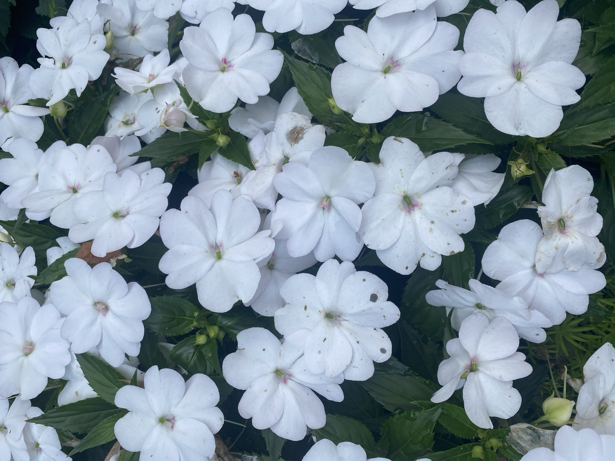 This is a close-up, overhead shot of a dense planting of white impatiens flowers. The flowers are predominantly white with subtle pinkish centers and have five petals each. Some petals show small brown spots or blemishes. Dark green leaves fill the spaces between the flowers, providing a lush backdrop. The overall impression is one of abundant, delicate blooms. The image does not contain any elements that would allow for the identification of a specific location in Montreal, Canada, such as landmarks, street signs, or distinguishing architectural features. The scene is purely botanical.