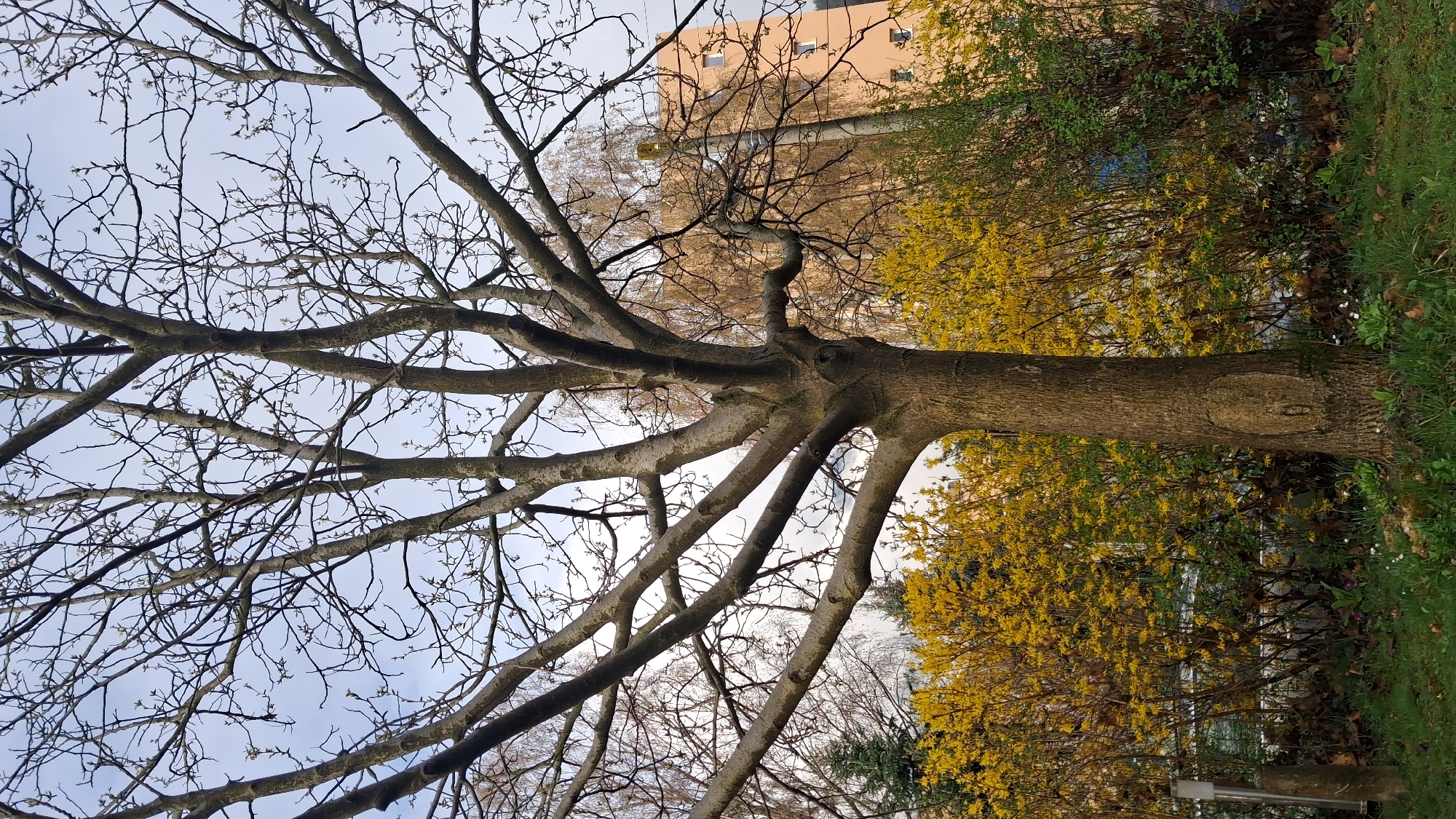 The image shows a tree with bare branches against a pale sky, situated near a building. The tree trunk is to the right of the frame, with yellow-flowering bushes visible behind it. Grass and what seems to be a walking path are also visible in the foreground. The location is Goce Delcev, Bulgaria. There are no people visible. The building is a few stories tall with a light-colored facade and windows. The photo appears to have been taken in late winter or early spring, before leaves have emerged on the trees.