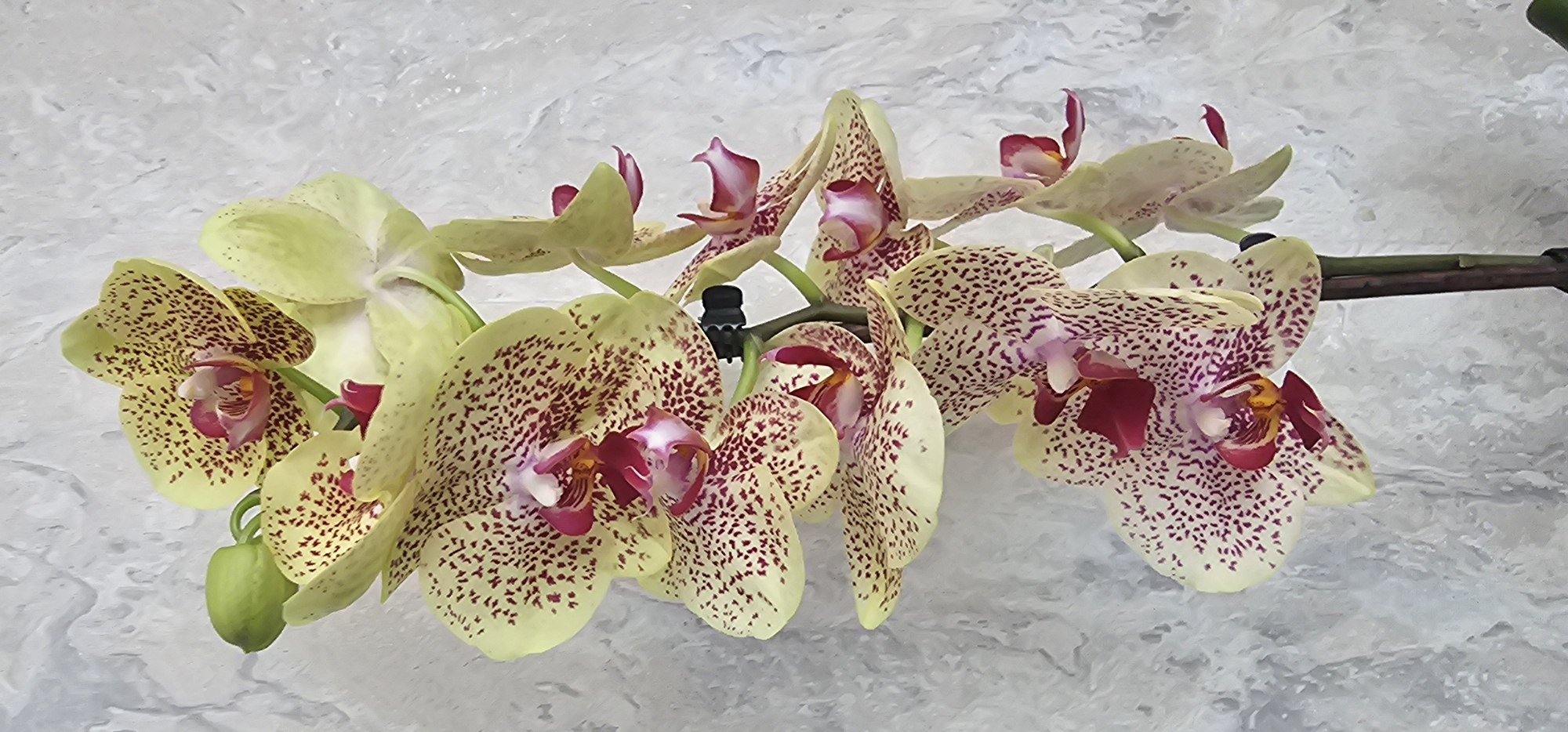 A close-up, eye-level, vertical, full shot shows a stem with several open orchids and one closed bud. The orchids are a light yellow with dark red speckles. The center of each orchid is a vibrant pink and red. The background is a mottled gray and white texture, resembling a concrete wall. The lighting is even and diffused, highlighting the delicate details of the flowers. This image is likely from an indoor setting and does not contain information placing it in Vinnytsia, Ukraine.