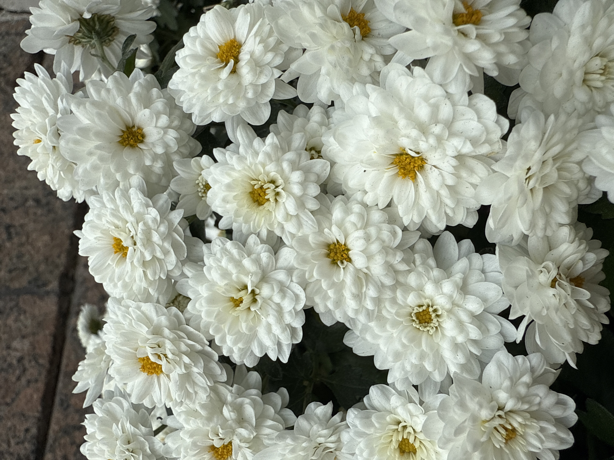 A close-up, high-angle shot shows a dense arrangement of white chrysanthemums, with yellow centers, filling the frame. The flowers are in full bloom, and some are more tightly clustered than others. Parts of a dark brick surface is visible in the bottom left, and green leaves are visible, interspersed among the flowers. The image was taken in St. Petersburg, Russia.