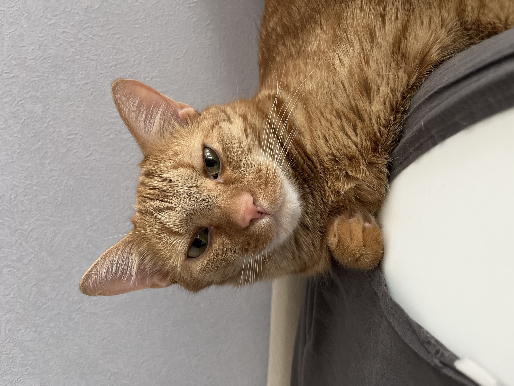 An orange tabby cat is lying down, its head tilted to the left. The cat is resting on a gray fabric surface, which is adjacent to a white object. The background is a plain light gray wall. The photo does not contain information that can identify location of Shushary, Russia.