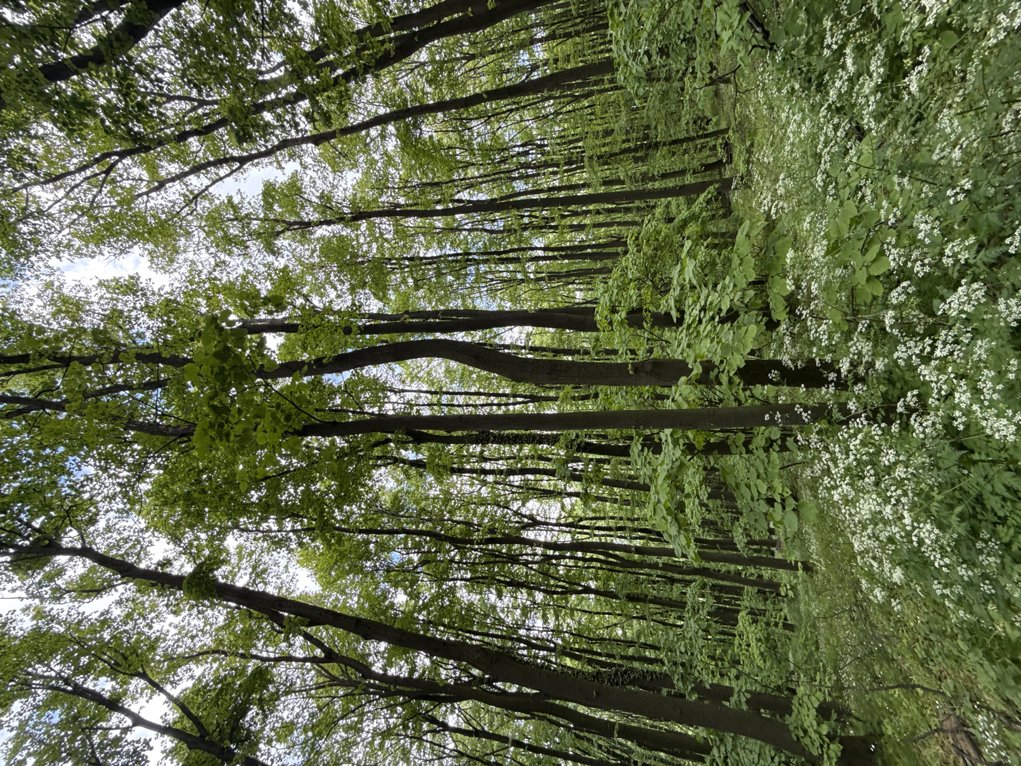 The image depicts a forest landscape, viewed from a low angle looking upward. Tall, slender trees with green leaves dominate the frame. The trees are densely packed, creating a sense of enclosure. Sunlight filters through the canopy, casting dappled light on the ground. The foreground consists of various plants and shrubs, including some with small white flowers. The photograph's location is within the Sremski Karlovci Municipality, Serbia.