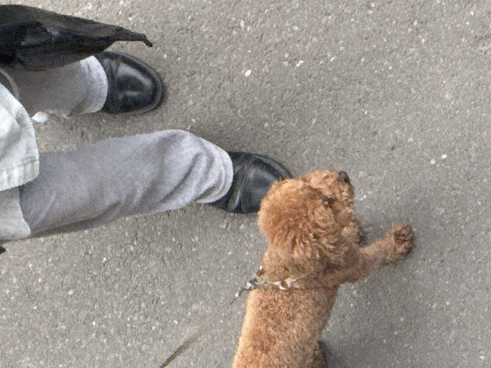 The image is a high-angle, slightly blurry shot of a person and a small, fluffy, light brown dog on a paved surface, likely a sidewalk. The person is wearing dark leather shoes and light grey trousers. A black umbrella is held over the person's left leg. The dog is wearing a collar and leash and is looking up at the person. The scene appears to be outdoors, with the ground being a grey, textured pavement with scattered white specks. The lighting suggests it might be daytime, possibly overcast, as there are no strong shadows. The setting is not definitively identifiable as Tbilisi, Georgia, from the visual information alone, though that context is provided. The activity appears to be a person walking a dog. There is no visible text in the image.