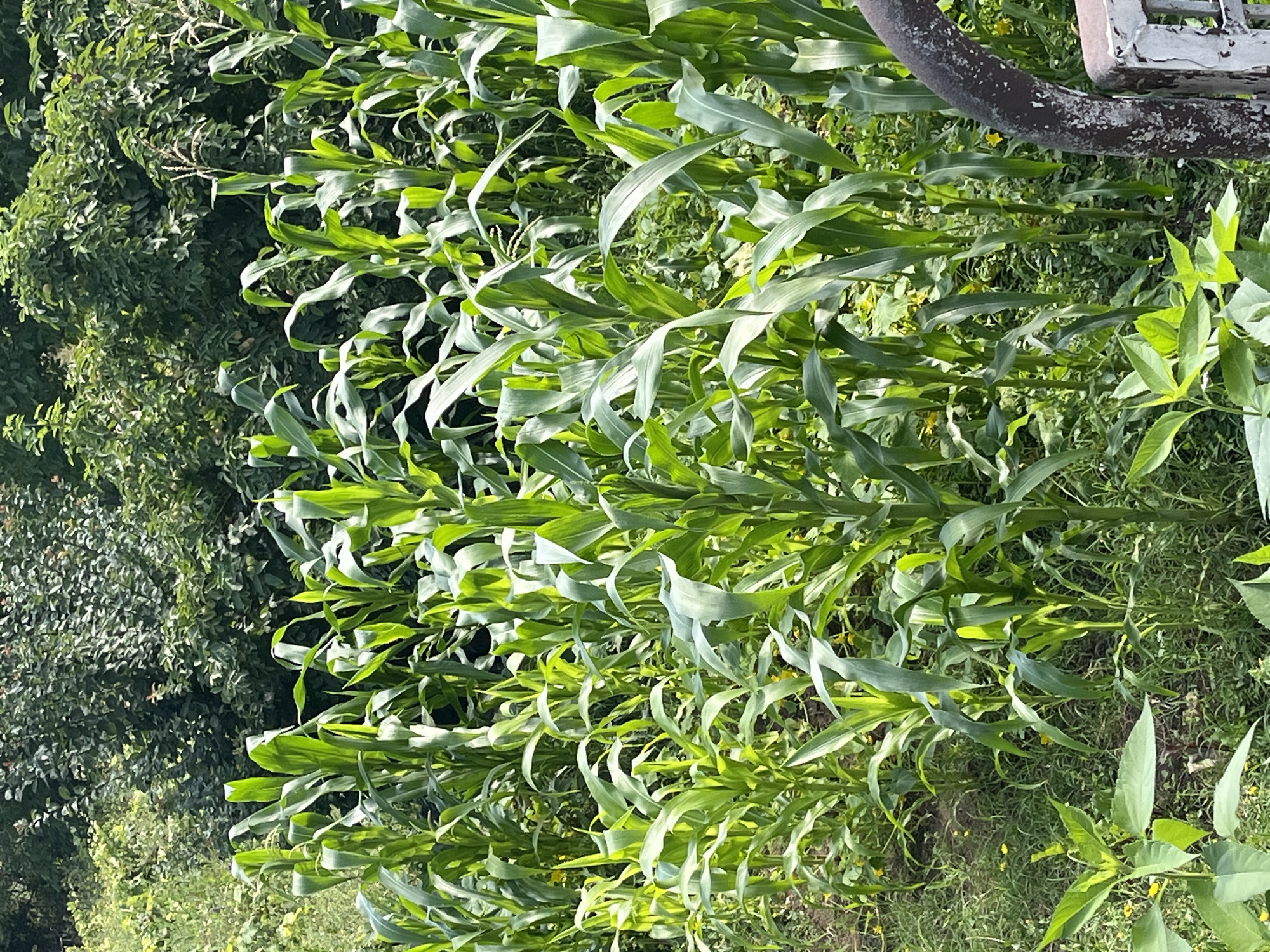 The image shows a dense field of tall, green corn stalks with large leaves. The corn is growing in an outdoor environment, with lush green foliage and trees in the background. The ground is covered in grass and smaller plants, with a few yellow wildflowers visible. The lighting suggests it is daytime, likely sunny. On the right side of the image, a dark, curved metal object and a white metal structure with peeling paint are partially visible, suggesting the presence of man-made objects or equipment. There are no people visible in the image, and no actions are taking place. The scene appears to be a rural or agricultural setting.