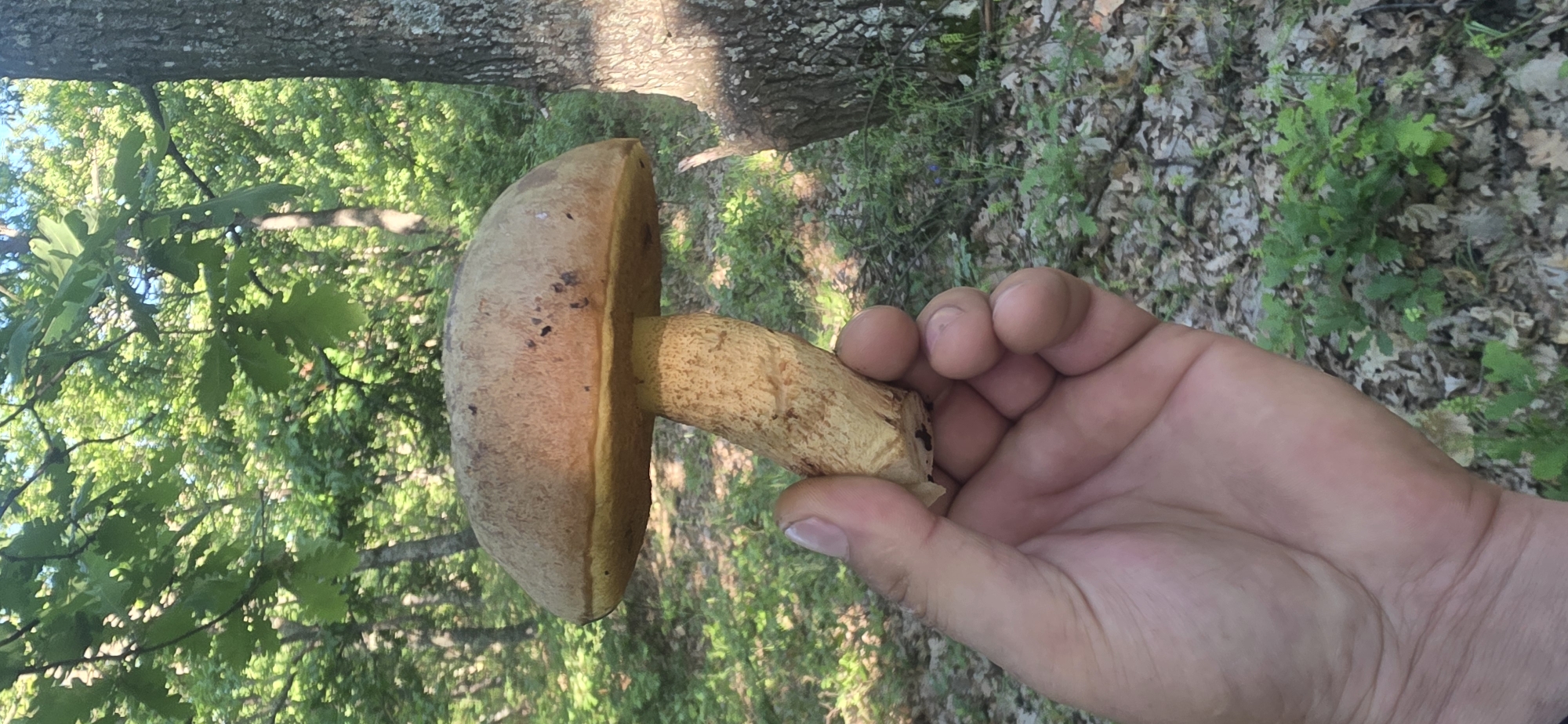 A person's hand holds a mushroom in a forest-like setting. The mushroom has a light brown cap and a cylindrical, textured stem. The background features a tree trunk and leafy vegetation. The location appears to be a wooded area, with scattered leaves and plants on the ground. The image was likely taken in daylight. The geographic location is Podvis, Bulgaria, as indicated by the metadata.