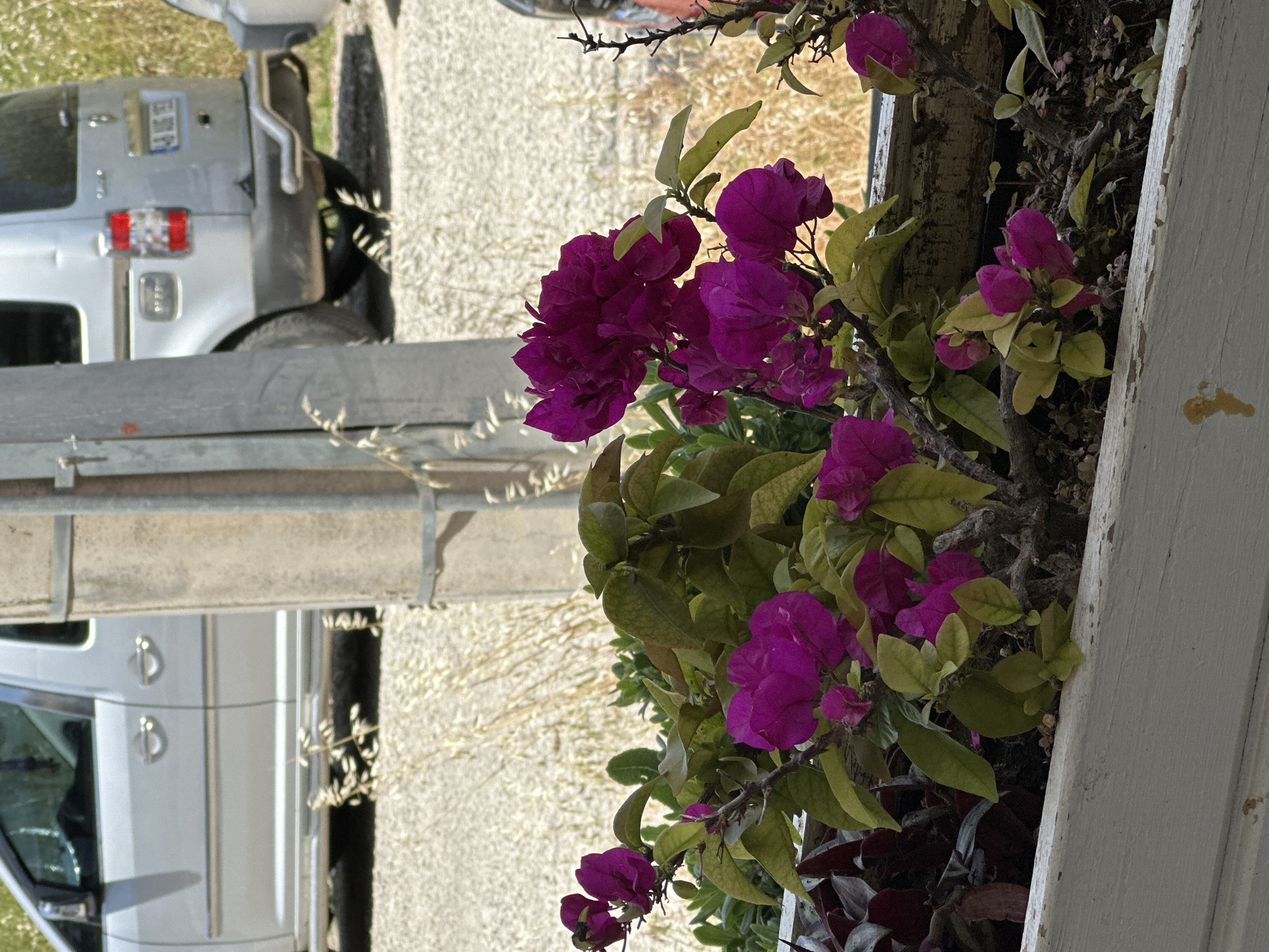 The image captures a close-up of vibrant purple bougainvillea flowers in a planter, with green and slightly yellowing leaves. The planter is framed by a weathered, white wooden structure. In the background, a gravelly area is visible, with two light-colored vehicles parked. The vehicles appear to be parked in the background on the roadside. The presence of bougainvillea is consistent with a Mediterranean setting, and the scene likely represents a domestic setting in Fethiye, Turkey.