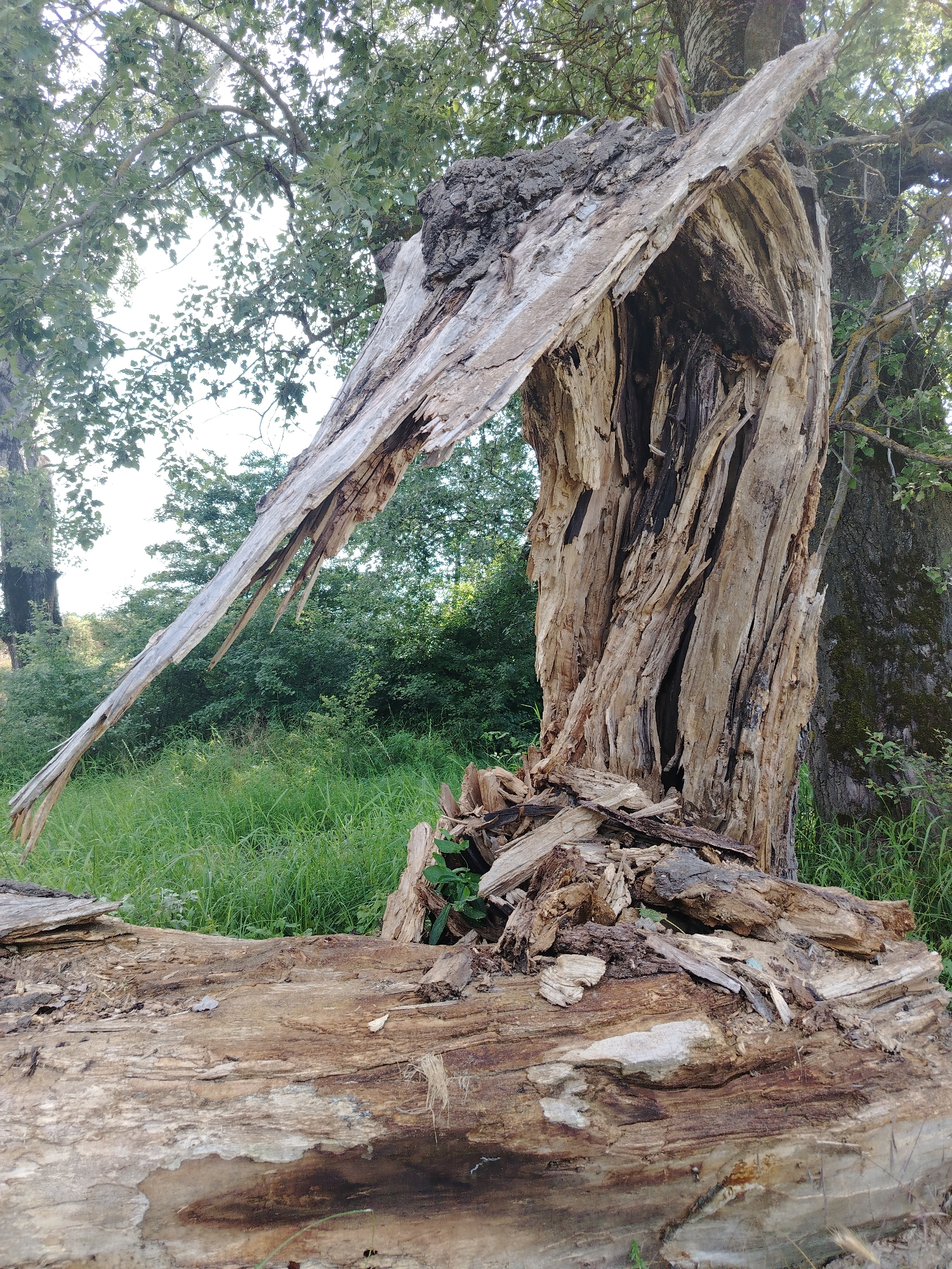 The image shows a large, partially decayed tree trunk lying horizontally in the foreground. The trunk is rough, splintered, and appears to be made of light brown and grey wood. A large section of the trunk is split open, revealing deep crevices and dark, decaying wood within. Some smaller pieces of broken wood are scattered around the base of the trunk. In the background, green grass and foliage are visible, with the canopy of a large tree overhead. The lighting suggests it is daytime. The scene is located in Fyodorovskaya, Russia. There are no people or animals present in the image.