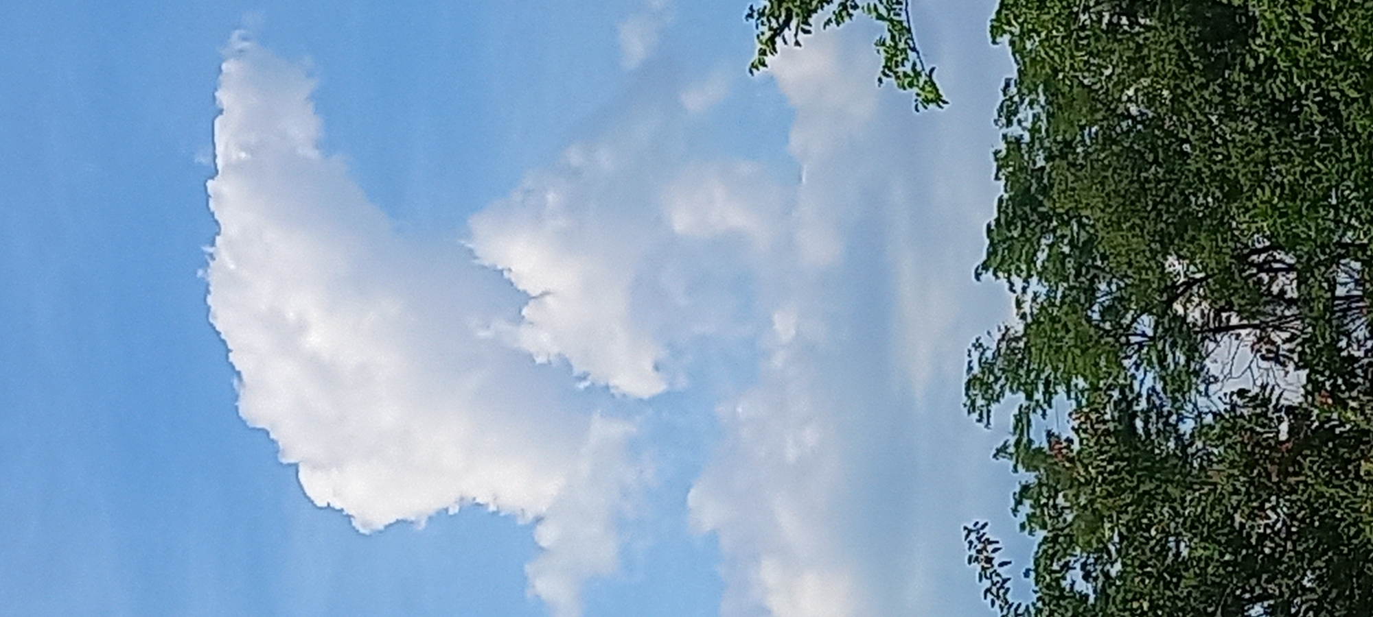 The image displays an outdoor scene under a daytime sky, primarily composed of a bright blue sky, white cumulus clouds, and a dense canopy of green trees.
The upper approximately two-thirds of the image is occupied by the sky and clouds. The sky at the top is a clear, medium blue, gradually transitioning to a lighter, slightly hazy blue towards the horizon line, which is obscured by foliage. A prominent, irregularly shaped cumulus cloud, predominantly bright white with distinct, textured edges, dominates the upper-mid section, extending from the left towards the upper right. Below this main cloud, several smaller, more diffused, and slightly greyer cumulus clouds are visible.
The lower approximately one-third of the image features a dense mass of green foliage from numerous trees, creating a continuous canopy across the bottom edge. The leaves appear broadleaf, and the overall color is a vibrant green, indicating healthy vegetation. Some darker, shadowed areas are present within the foliage, particularly towards the center and left, where glimpses of bare branches or tree trunks are obscured by the dense leaves.
There are no visible people, animals, man-made structures (buildings, roads, vehicles), or other identifiable objects within the frame. The lighting suggests direct sunlight, consistent with daytime conditions. The scene depicts a natural landscape, likely a forested area or parkland.
Due to the absence of specific landmarks, unique architecture, or distinguishing features, the image itself does not contain sufficient forensic information to precisely determine its exact location within the city of Kryvyi Rih, Ukraine. The depiction is generic to a vegetated outdoor environment.