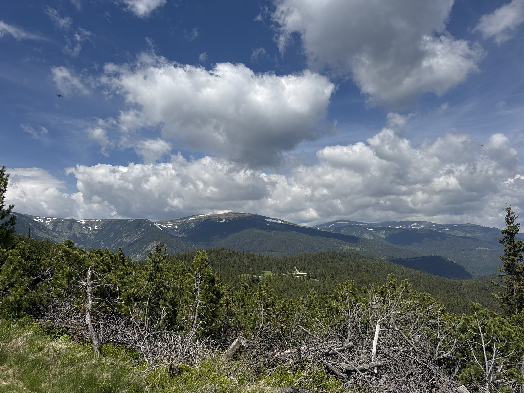 This image is a landscape view of the Rila Mountains in Bulgaria, likely near Yakoruda. The foreground is dominated by dense evergreen trees and dried branches, with some green grass at the bottom. In the middle ground, a vast forest stretches across rolling hills. The background features a majestic mountain range with snow-capped peaks under a dynamic sky filled with large, white cumulus clouds against a bright blue backdrop. There are no people or animals visible in the frame. The scene depicts a natural, mountainous environment during daylight.