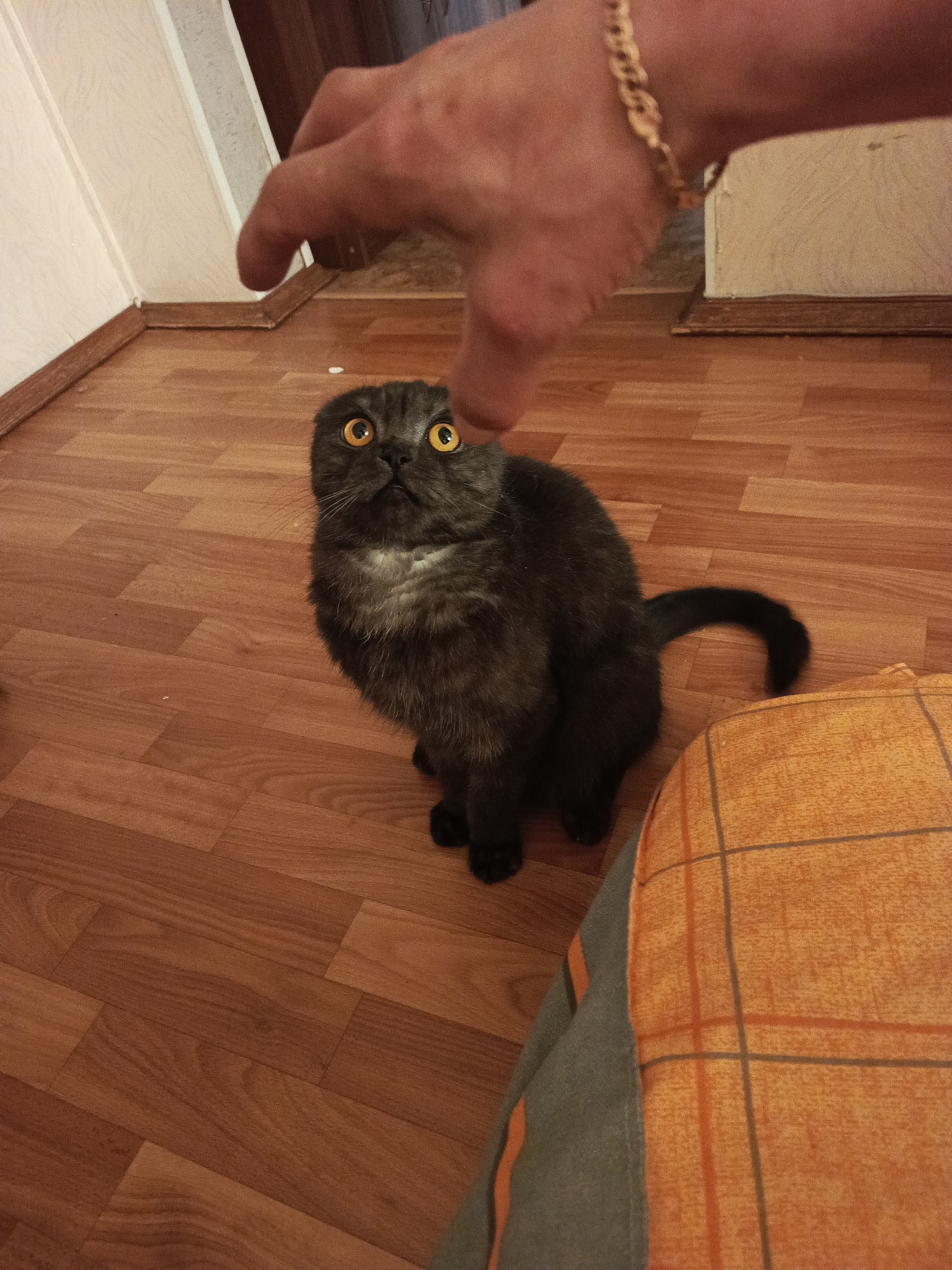 A photograph captures a gray Scottish Fold cat sitting on a wood-patterned floor, its large orange eyes looking upwards. A human hand, adorned with a gold bracelet, hovers above the cat's head. The background includes a wall and a corner of a patterned blanket. The photo was taken in Chaikovsky, Russia.