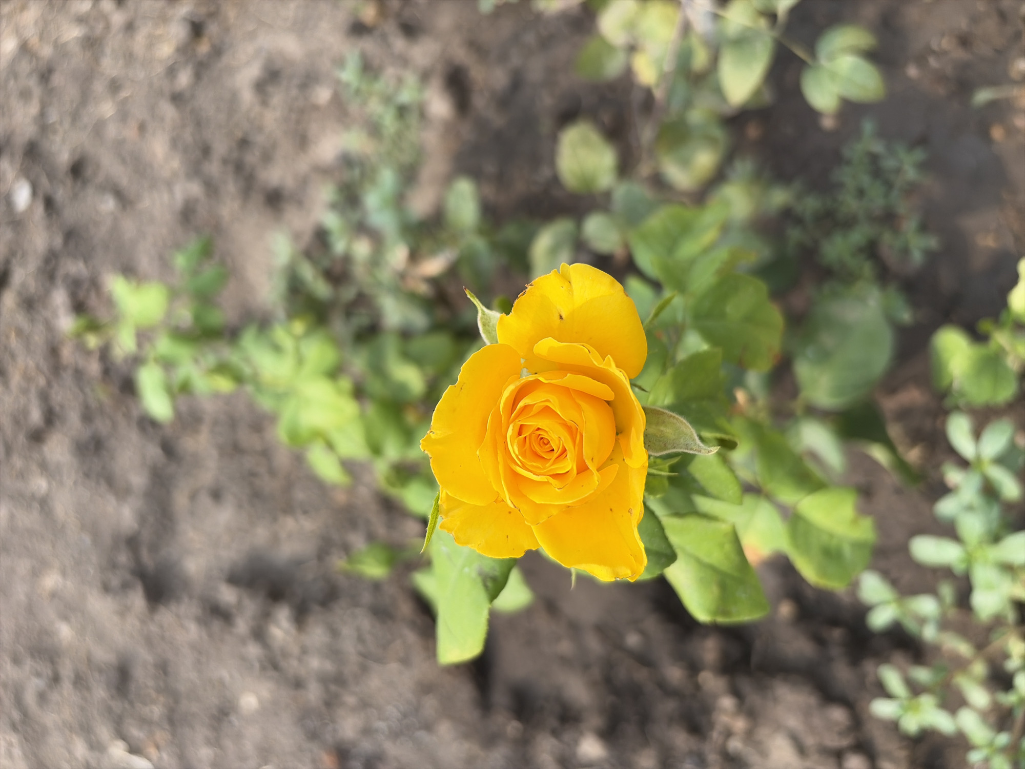 A close-up, top-down view of a single, yellow rose in bloom is centered in the frame. The rose is partially open, revealing its tightly spiraled center with delicate petals. The rose is surrounded by green leaves and stems, some of which are slightly out of focus. The background consists of dark, dry soil with some out-of-focus green foliage scattered throughout. The lighting suggests it is daytime, with a soft, diffused light illuminating the flower. The image captures a natural outdoor setting, likely a garden or park. There is no indication of the city of Oxentea, Moldova, in the image itself.