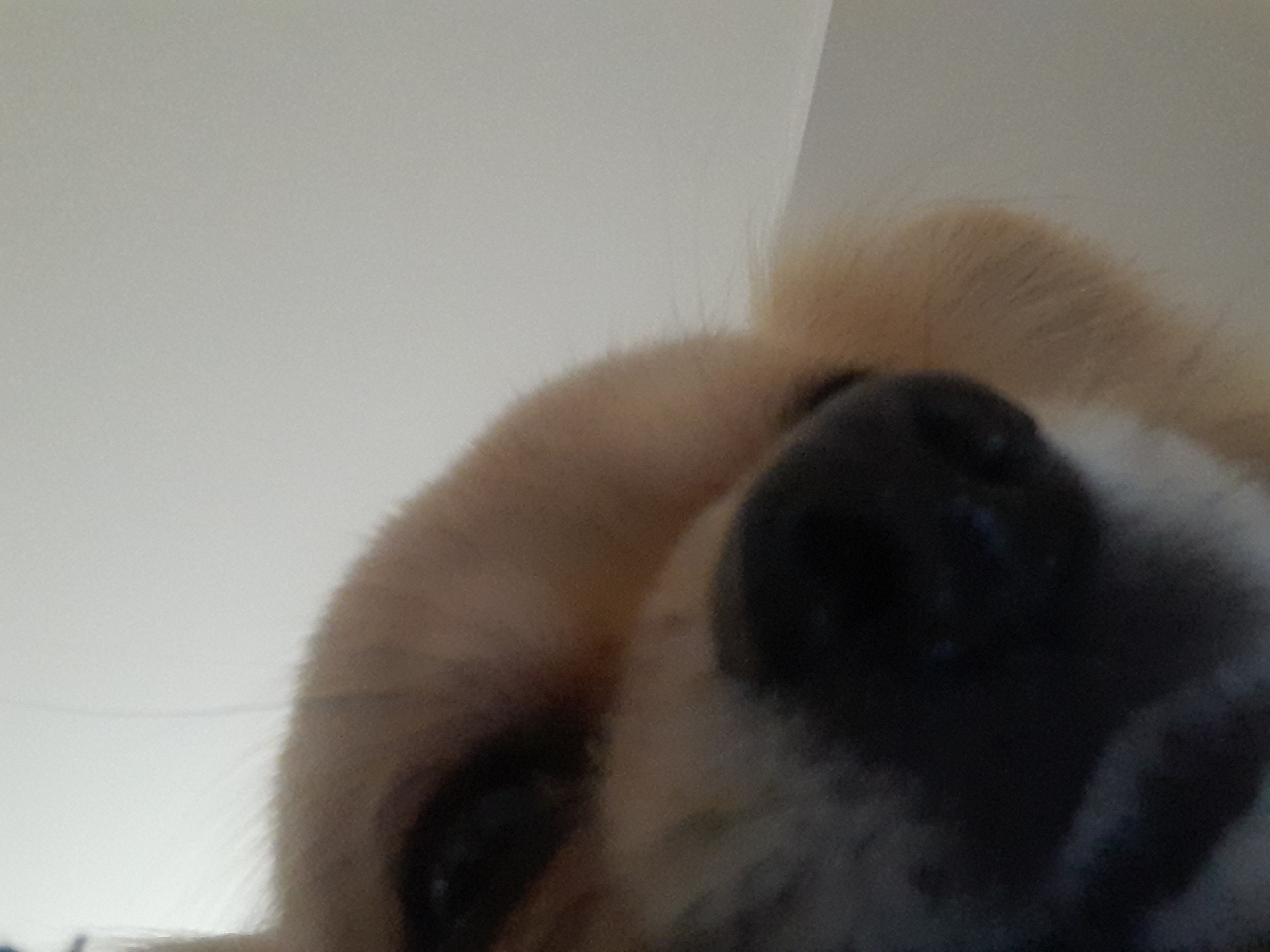 A close-up, low-angle shot focuses on a dog's face. The dog has light brown fur. Its black nose dominates the right side of the frame, and one eye is partially visible towards the left. The background is a plain, light gray or white surface, potentially a wall or ceiling. The photograph doesn't depict any recognizable location or people.