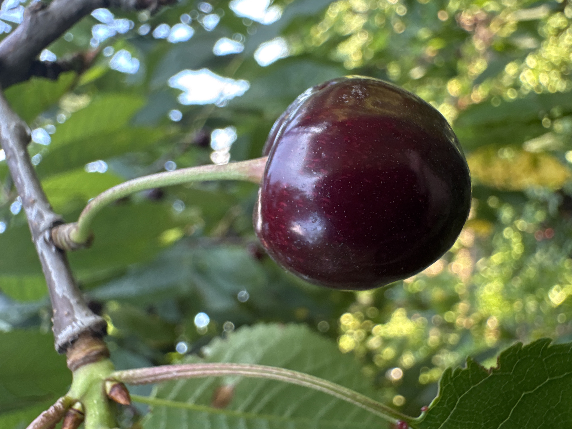 The image is a close-up, horizontal shot of a single, dark red cherry hanging from a branch of a tree. The cherry is plump and glossy, with a slight sheen reflecting the light. It is attached to a thin, light green stem that curves out from a thicker, darker branch. The branch has a rough texture and is speckled with small bumps.
The background is filled with blurred green leaves and out-of-focus highlights, suggesting a sunny day. The bokeh effect creates circles of light, giving the image a soft and airy feel. Some of the leaves are a vibrant green, while others appear to be yellowing, possibly indicating a late summer or early autumn setting. The overall impression is one of natural beauty and ripeness. There is no text visible in the image.