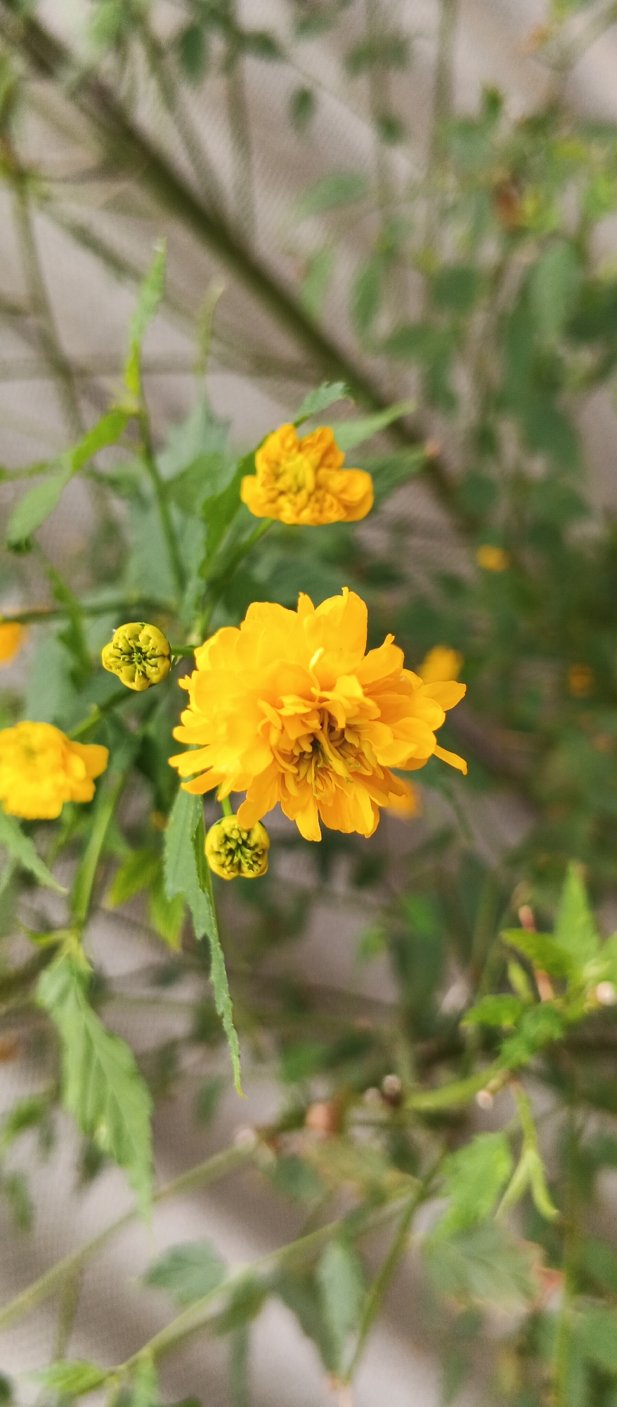 A close-up shot captures a vibrant yellow double peony flower in full bloom, its petals layered and ruffled, with a small, tight bud to its left. Several other yellow flowers and buds are visible in the background, some in focus and some blurred, amidst a backdrop of green leaves and stems. The scene is likely outdoors, with a soft, muted background suggesting natural light. This image was taken in Berehove, Ukraine.