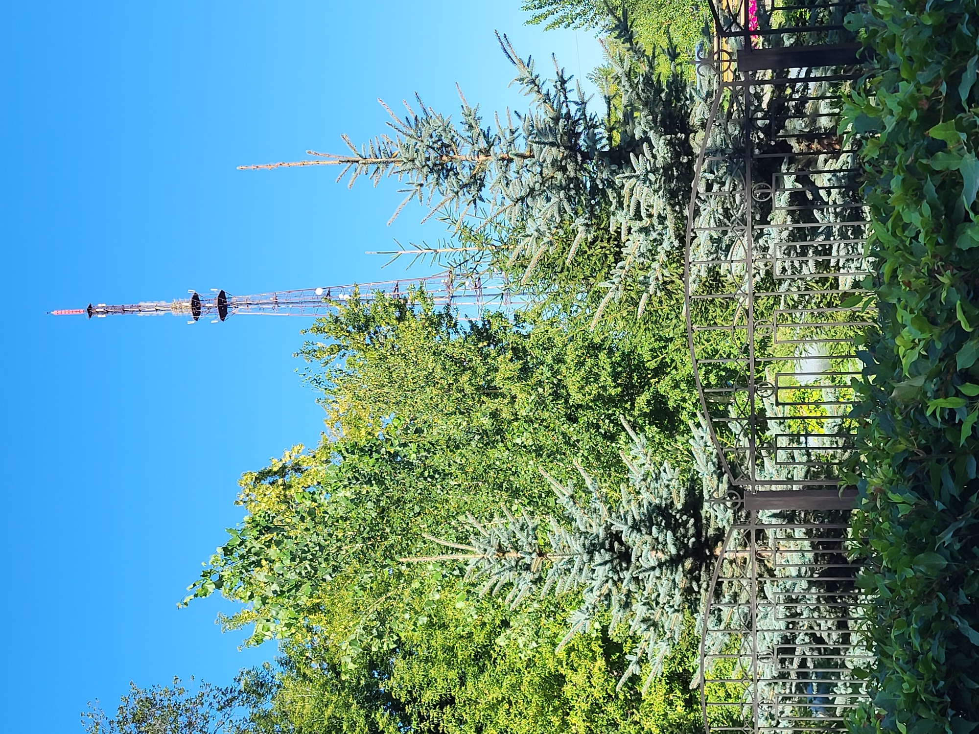 In Petropavl, Kazakhstan, a clear blue sky forms the backdrop for a tall, lattice telecommunications tower. The tower, constructed of metal, rises prominently in the distance, its structure adorned with antennas and equipment. In the foreground, a dark metal fence runs horizontally across the frame, partially obscuring a dense green hedge and several evergreen trees. Two distinct evergreen trees stand in front of the fence, their needles a bluish-green hue. Behind them, a profusion of leafy green trees creates a vibrant, lush backdrop, with some foliage exhibiting hints of yellow, suggesting the transition of seasons or variations in tree species. The overall scene is one of natural elements juxtaposed with urban infrastructure, bathed in bright, natural light.