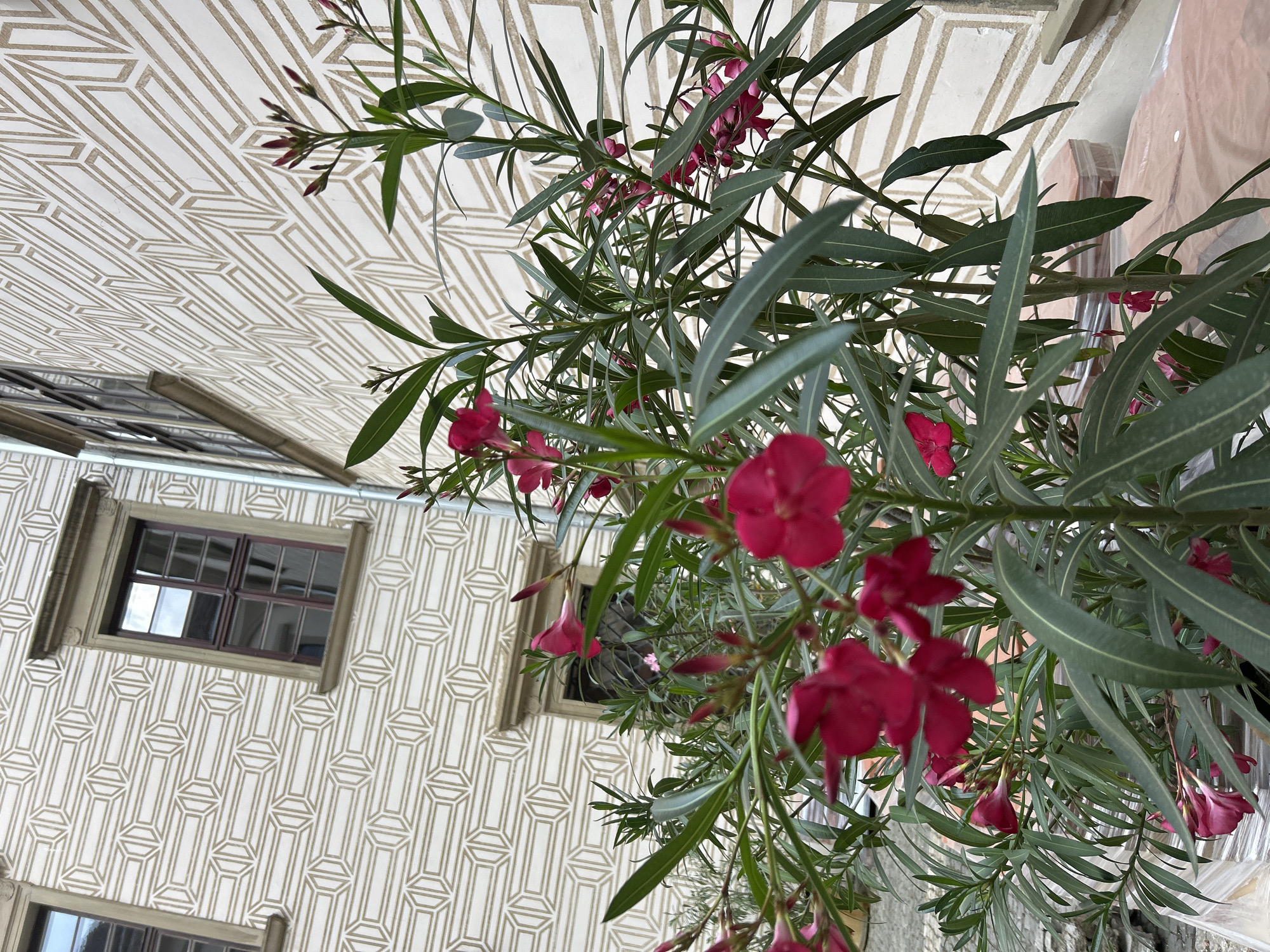 This is a photograph taken from a high angle, looking down on a building facade adorned with a geometric patterned stucco. The pattern consists of a white background with a repeating motif of elongated hexagons with internal lines, creating a sense of depth and symmetry. Two windows with dark-framed panes are visible on the facade. A lush plant with long, slender, grey-green leaves and bright pink flowers is in the foreground, partially obscuring the building. The flowers are clustered on stems, with some in full bloom and others as buds. The scene appears to be outdoors, possibly in a courtyard or on a balcony, given the plant and the architectural elements. The lighting suggests it could be daytime, with diffused light, indicating either an overcast day or shaded conditions. The overall impression is one of urban greenery set against a decorative architectural backdrop. No people are visible in the image. There is no visible text. The location context is Rosice, Czechia.