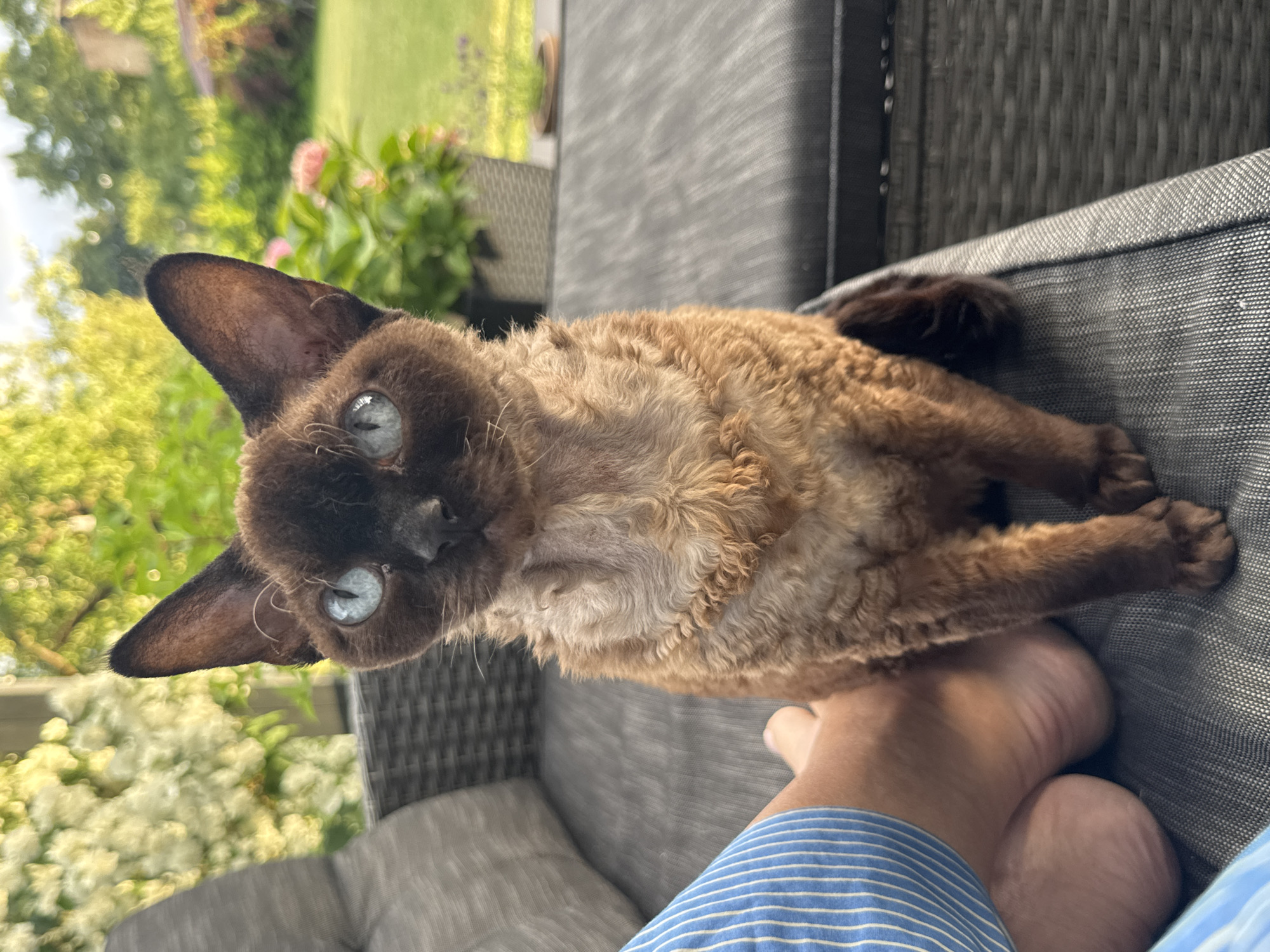 An adult Rex cat with curly brown fur and striking blue eyes is seated on a grey outdoor couch, facing the camera. The cat's head is slightly tilted, and its ears are pointed. To the left of the cat, a person's bare feet and lower legs, clad in blue and white striped fabric, rest on the couch. The background depicts a lush, green garden with blurred foliage and flowering plants, suggesting an outdoor setting in a residential area. The scene appears to be located in Carnikava, Latvia, during daylight hours, given the natural lighting and garden environment.