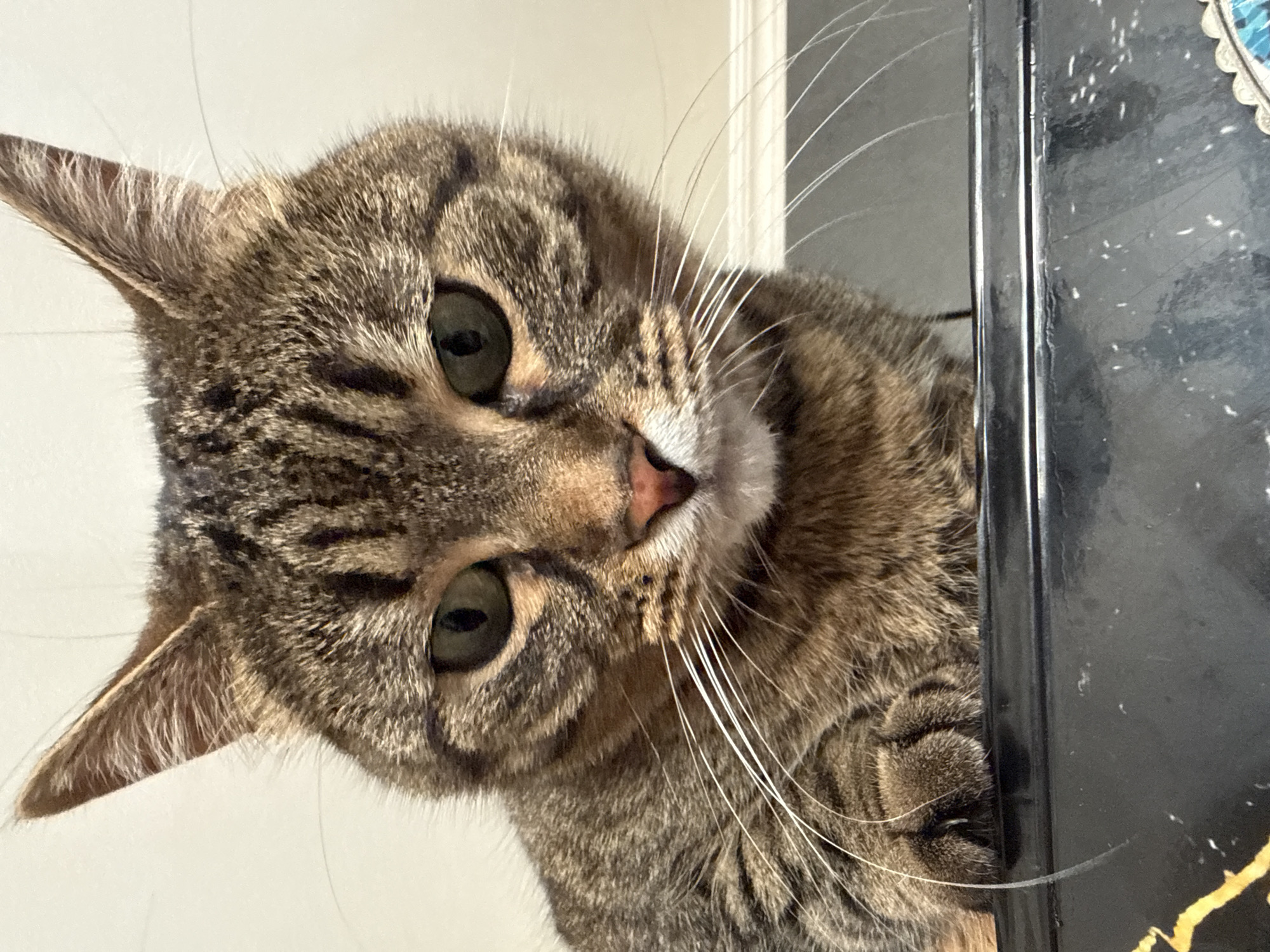 A close-up, low-angle shot shows a tabby cat's face and front paws as it rests on a black, glossy surface. The cat's fur is a mix of brown, black, and gray stripes. Its eyes are green with dark pupils, and its nose is pink. Long, white whiskers extend from its muzzle. The cat's front left paw is visible, with its claws retracted. The background is a plain, light-colored wall. The black surface the cat is on has some faint white smudges and a yellow graphic element partially visible on the left side. There is no information in the image that would allow for localization in Simferopol, Ukraine.