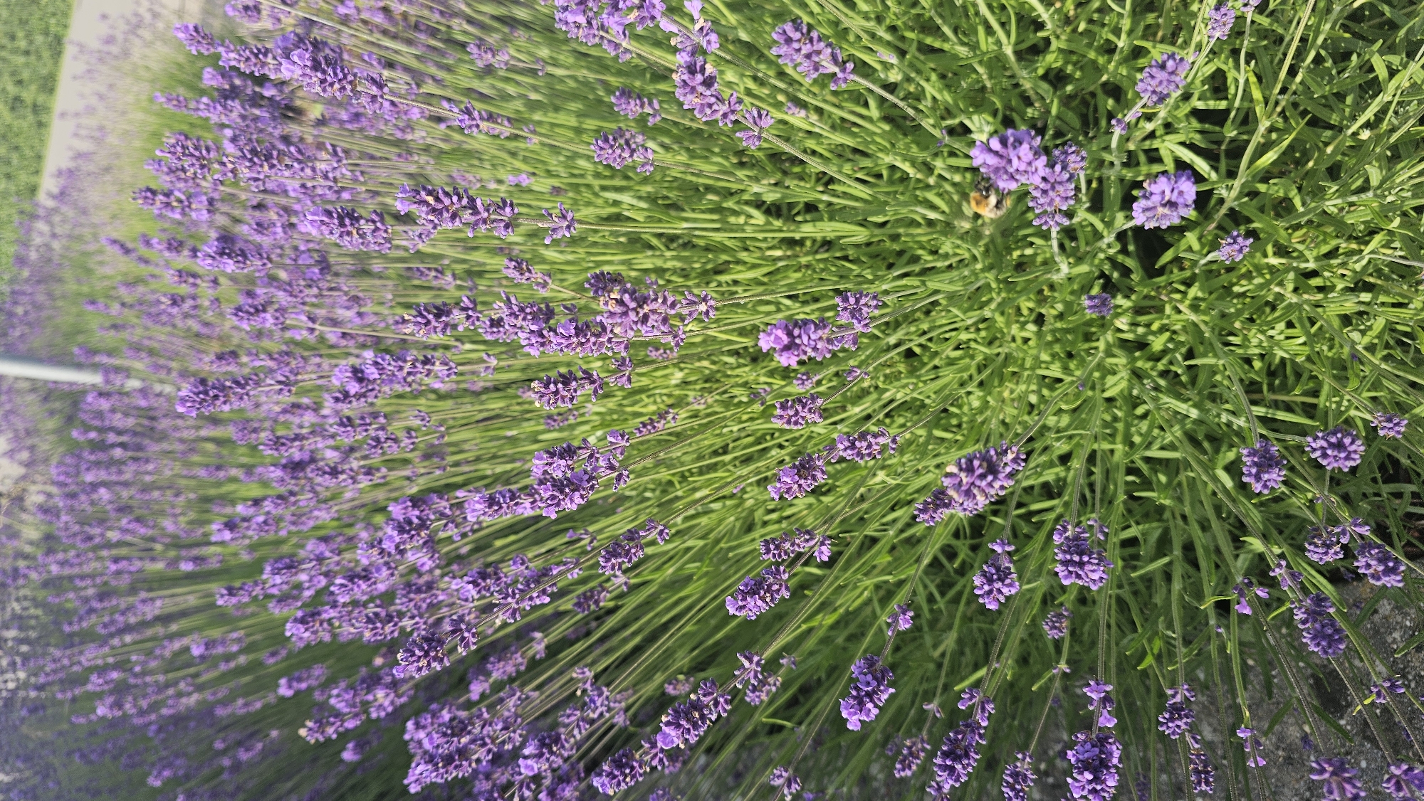 A close-up, high-angle view captures a dense patch of blooming lavender plants. The lavender flowers are a vibrant purple, clustered tightly on green stalks that fan out from the base of the plant. Sunlight illuminates the scene, casting soft shadows and highlighting the intricate details of the petals and leaves. In the lower right quadrant, a bee is visible, actively foraging among the blossoms. The background shows a blurred expanse of more lavender plants and a hint of a paved walkway, suggesting an outdoor setting, possibly a garden or park in Philippeville, Belgium. The overall impression is one of a serene and natural environment.