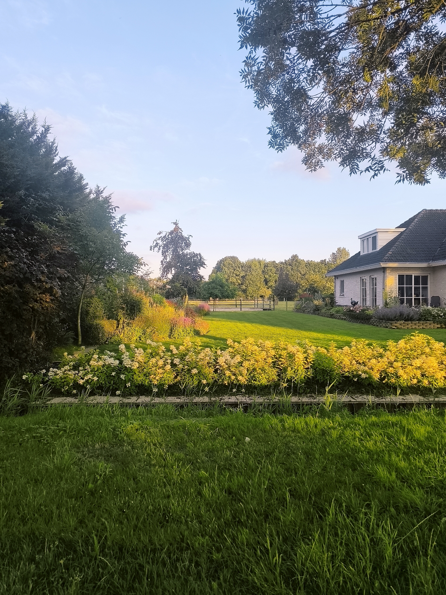This media file depicts a serene backyard scene in Almere, Netherlands, at what appears to be late afternoon or early evening. The sky is a soft blue with a few wisps of pink clouds, suggesting a pleasant, possibly warm, day with clear skies.
The foreground is dominated by lush green grass, leading up to a vibrant flower bed. This flower bed is characterized by an abundance of yellow and white blooms, interspersed with taller green foliage, creating a rich texture and color contrast. Beyond the flowers, a well-maintained lawn stretches towards a house and a line of trees.
The house is a two-story structure with a dark-tiled roof and light-colored siding. It features several windows, including a prominent multi-pane window on the side facing the garden. A dormer window is visible on the upper level. In front of the house, a garden area contains more low-lying purple flowers and a decorative black bird sculpture. A pathway or patio area is also suggested near the house.
Further in the background, a dark metal fence delineates the edge of the property, separating the manicured lawn from a more densely wooded area. The trees are full and green, indicating it is likely summertime or early autumn. The overall atmosphere is one of peacefulness and domestic tranquility, with the warm lighting casting long shadows and highlighting the vibrant colors of the garden. There is no visible text in the image.