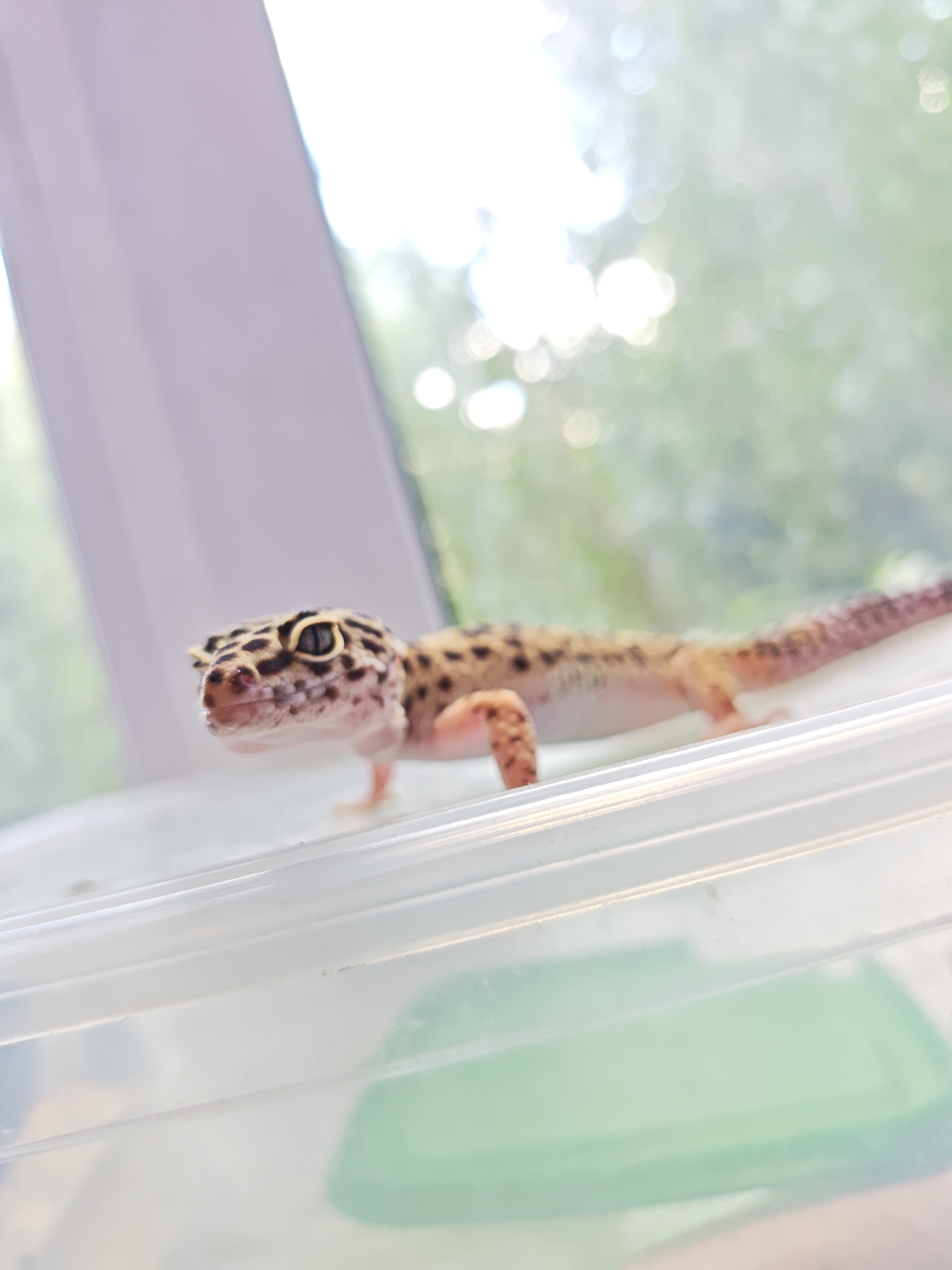 A close-up, eye-level, slightly tilted shot captures a leopard gecko with distinctive black spots on a pale yellow body, positioned on the edge of a clear plastic container. The gecko's head is turned towards the left, with large, dark eyes and a visible mouth. Its body extends to the right, with its tail blurred in motion. The background is softly out of focus, showing a bright, hazy window with dappled sunlight filtering through green foliage, suggesting an outdoor view. The scene is indoors, likely near a window, and the gecko is on a container that might be part of its habitat or a temporary enclosure. The lighting is bright and natural. There are no people or any indication of the city of Voronezh, Russia.