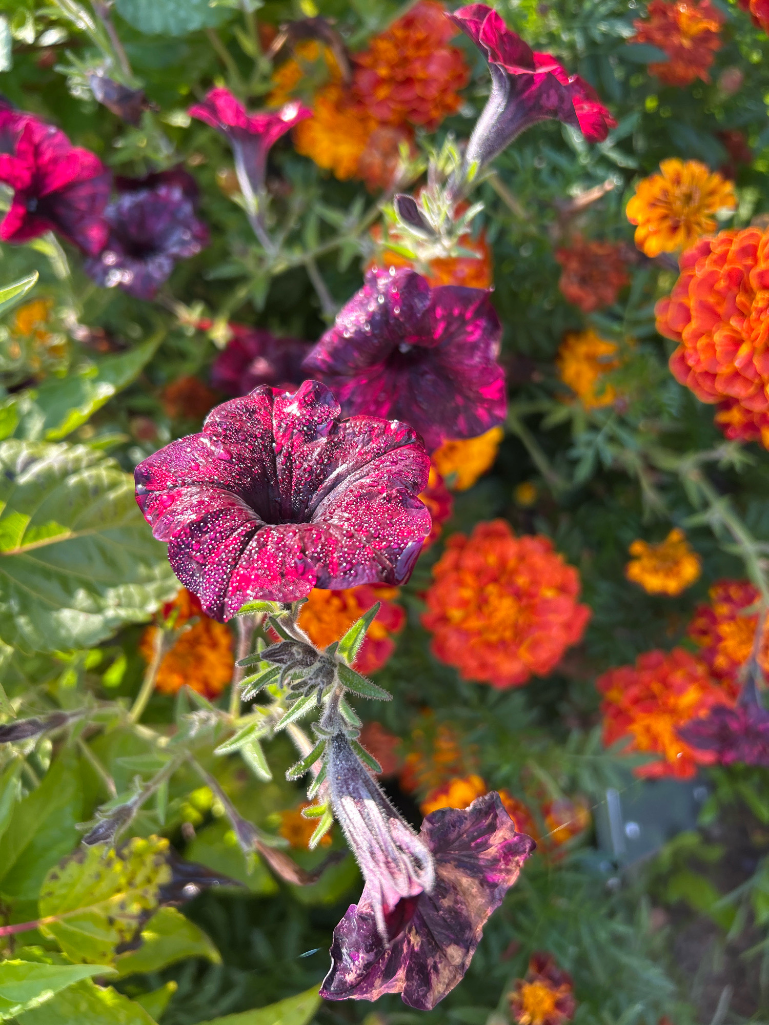 The image is a close-up, overhead shot of a garden bed filled with vibrant flowers. Dominant subjects include dark purple petunias, some with visible water droplets on their petals, and bright orange marigolds. The flowers are densely packed, with green foliage interspersed throughout. The lighting suggests it is daytime, with sunlight illuminating the scene. There are no people or animals visible. The environment appears to be an outdoor garden. No specific location within the city of Tomsk, Russia, can be identified from the visual information provided.
