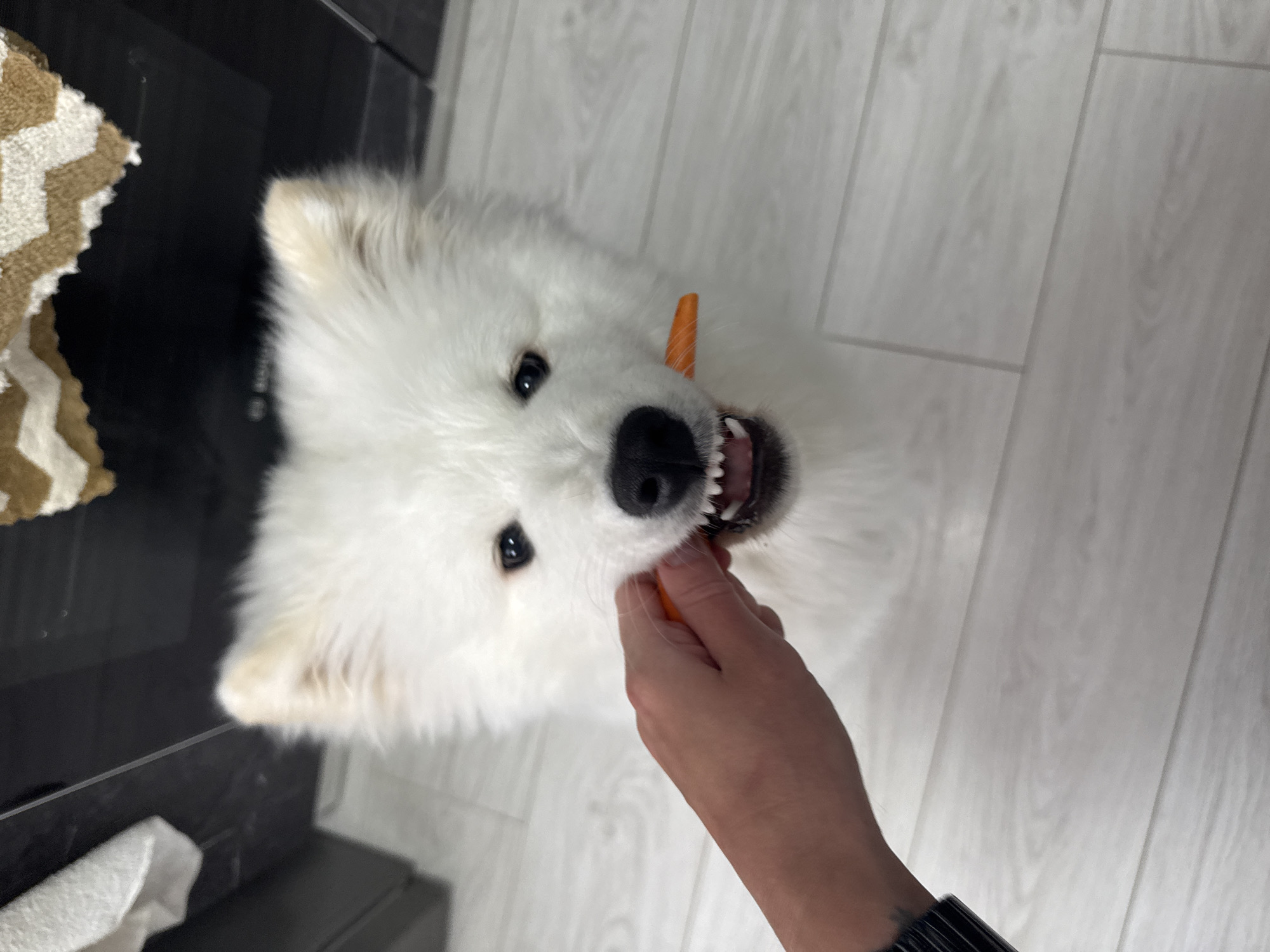 A white Samoyed dog is being fed a carrot stick by a person's hand. The dog is facing the camera with its mouth open, exposing its teeth. The person's hand is holding the carrot stick near the dog's mouth. The background consists of a light gray wood-patterned floor and a black surface with a cream-and-brown patterned object. The location is in a room with what appears to be modern interior design, though the image doesn't contain enough information to discern the city as Chaikovsky, Russia.