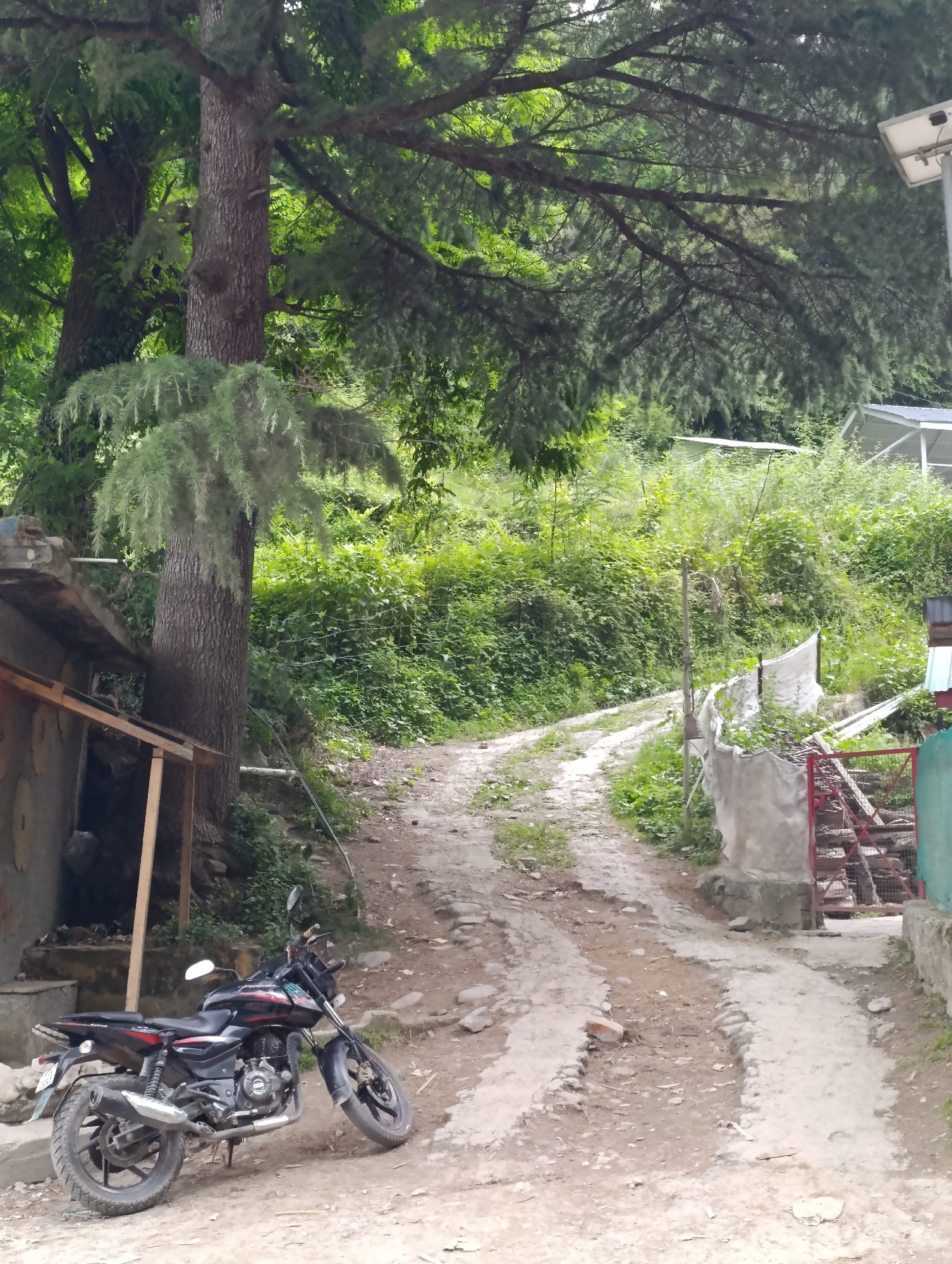 The image displays an unpaved, winding path ascending through a verdant, hilly landscape, characteristic of a mountainous region like Naggar, India. The scene is dominated by lush green vegetation and large trees, particularly a prominent coniferous tree with a thick, textured trunk on the left side, its branches extending overhead and casting dappled light. Another tree is visible further up the slope.
In the foreground, a black Bajaj Pulsar motorcycle is parked on the dirt path, leaning on its side stand. The word "PULSAR" is clearly visible on its fuel tank. To the immediate left of the motorcycle is a rustic structure, possibly a shed or part of a building, with a simple wooden roof extension. The path itself is composed of dirt and small stones, showing signs of use and erosion with distinct ruts.
The time of day appears to be daytime, likely late morning or early afternoon, with bright, diffused lighting suggesting an overcast or partly cloudy sky. The dense foliage and general ambiance convey a tranquil, natural setting. On the right side of the path, there's a low concrete structure, a red metal gate, and white fabric draped over a fence-like element. Higher up the slope, a solar panel mounted on a pole is visible, indicating some modern amenities integrated into the natural environment. No people are visible, and the scene captures a moment of quiet stillness.
