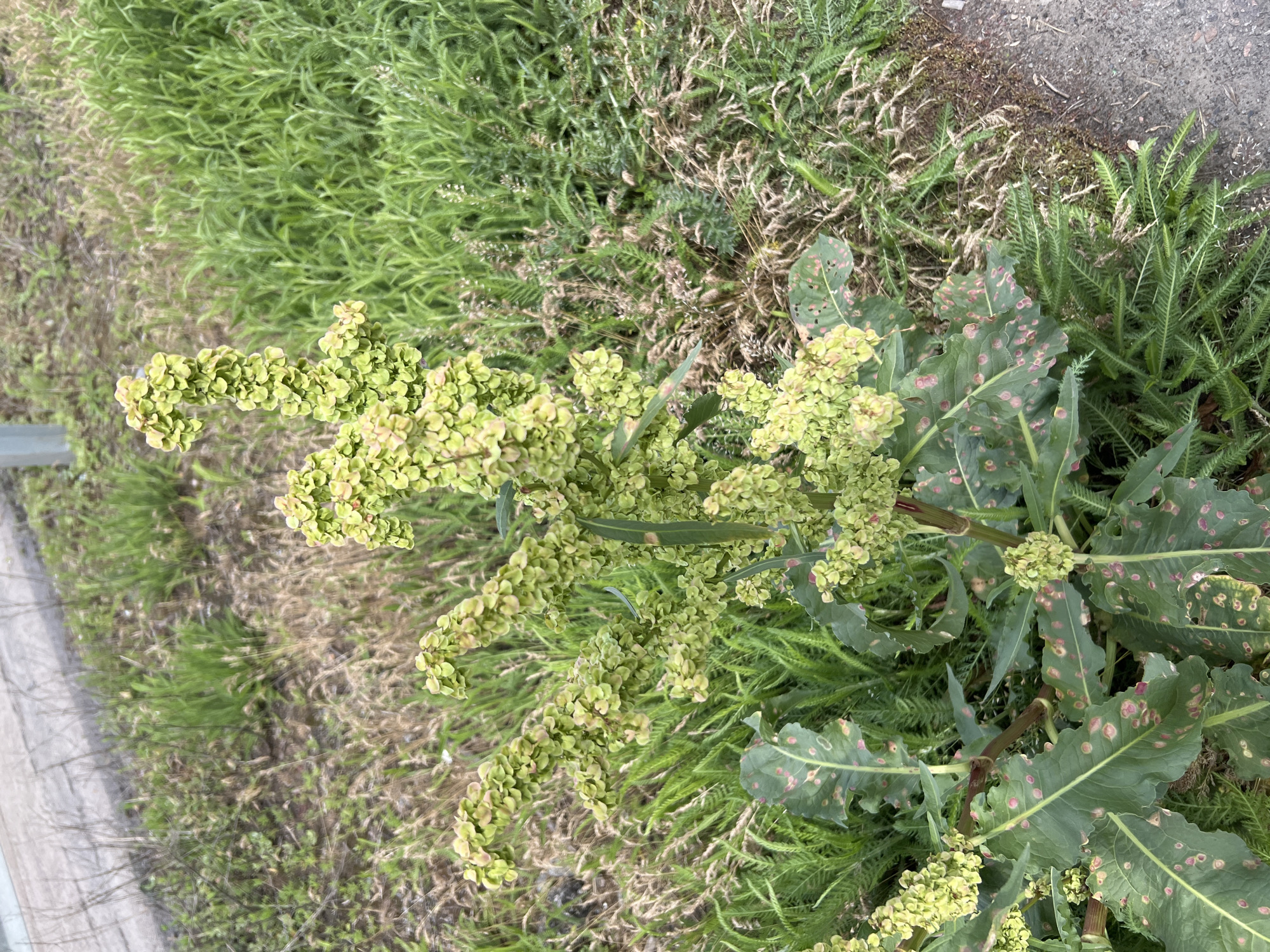 The image depicts a patch of weeds growing along the edge of what appears to be a sidewalk or road. The dominant plant in the foreground is a dock plant (Rumex sp.) with prominent seed heads and leaves marked with rust-colored spots, likely fungal infection. Other weedy grasses and broadleaf plants surround the dock plant. The environment appears to be an unkempt roadside or disturbed area. Based on the location in Poltava, Ukraine, the scene likely represents common roadside vegetation found in urban or peri-urban areas. There is no indication of people, actions, or interactions within the frame.