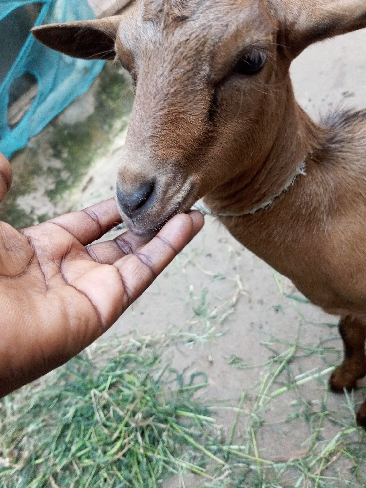 A close-up, eye-level shot shows a brown goat's head being petted by a person's hand. The goat's head is angled down and to the left, with its nose touching the back of the person's hand. The goat has large, dark eyes and visible whiskers. A thin, frayed white rope or collar is around its neck. The person's hand, with visible wrinkles and dark skin, is gently stroking the goat's chin and muzzle. The background is out of focus, showing a dirt ground with scattered green grass and a blurry blue net-like object in the upper left corner. The lighting is natural and appears to be outdoors.