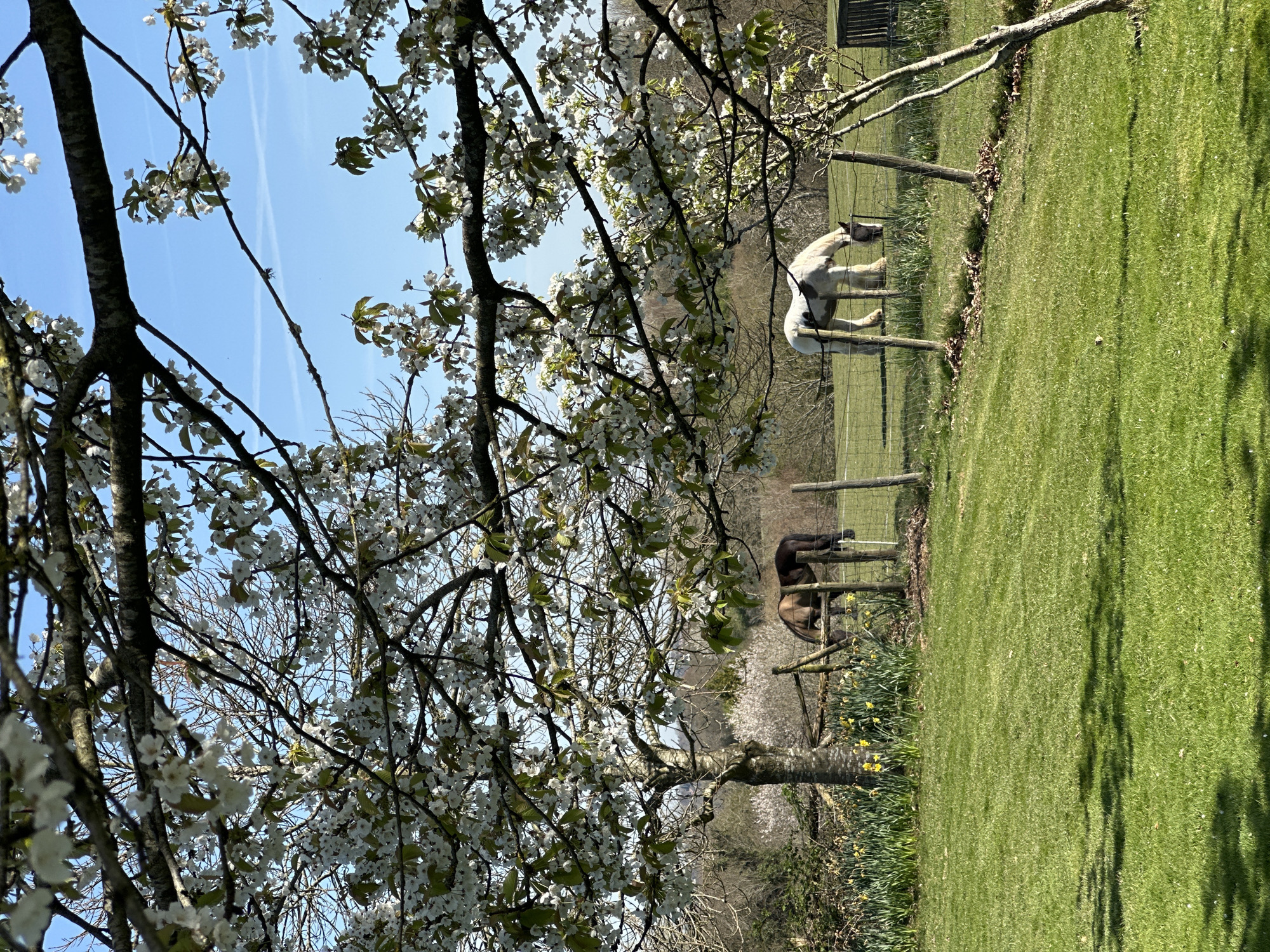 The image depicts a rural scene in Tunbridge Wells, United Kingdom. A tree with white blossoms dominates the left foreground, partially obscuring the view. Beyond the tree, there's a green field enclosed by a wooden fence. Two horses are visible grazing on the grass – one white, the other brown. Daffodils grow along the edge of the field near the fence. In the background, there are trees and a small structure. The sky is blue with contrails.