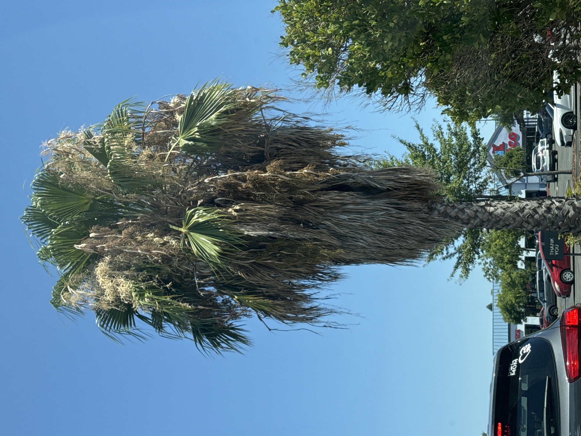 The image captures a sunny day in Antelope, United States, likely a parking lot area adjacent to commercial buildings. Dominating the scene is a tall, mature fan palm tree with a thick, rough trunk and a dense canopy of green fronds. Many dried fronds hang down, creating a shaggy skirt around the upper trunk. To the right of the palm, a large green leafy tree obscures part of the view. In the foreground, the back of a dark gray SUV is visible on the left, displaying a white sticker on its rear window that reads "DOG MOM" with a heart and paw print. Beyond the vehicles and trees, a light blue sky serves as the backdrop. In the mid-ground, several cars are parked or driving in what appears to be a parking lot, and the facade of a building with a distinctive red and blue logo is visible. A white sign with red text reading "THANK YOU" is partially visible in the lower right quadrant of the image. The scene suggests a typical commercial or retail environment on a clear, bright day.