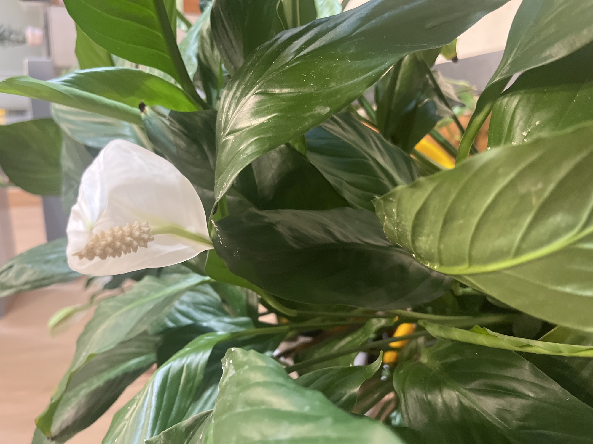 A close-up, eye-level shot focuses on the bloom and lush green leaves of a Peace Lily plant. The bloom, a striking white spathe, curves gracefully, revealing a cream-colored spadix. The surrounding leaves are large, glossy, and a deep emerald green, with some showing slight water droplets. The background is softly blurred, suggesting an indoor environment with hints of warm-toned walls and possibly other plants or shelving. The scene is static and depicts a single, healthy plant.